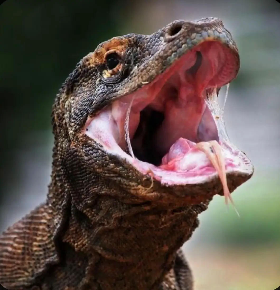 Finally met the majestic yet terrifying Komodo Dragons! Indonesia