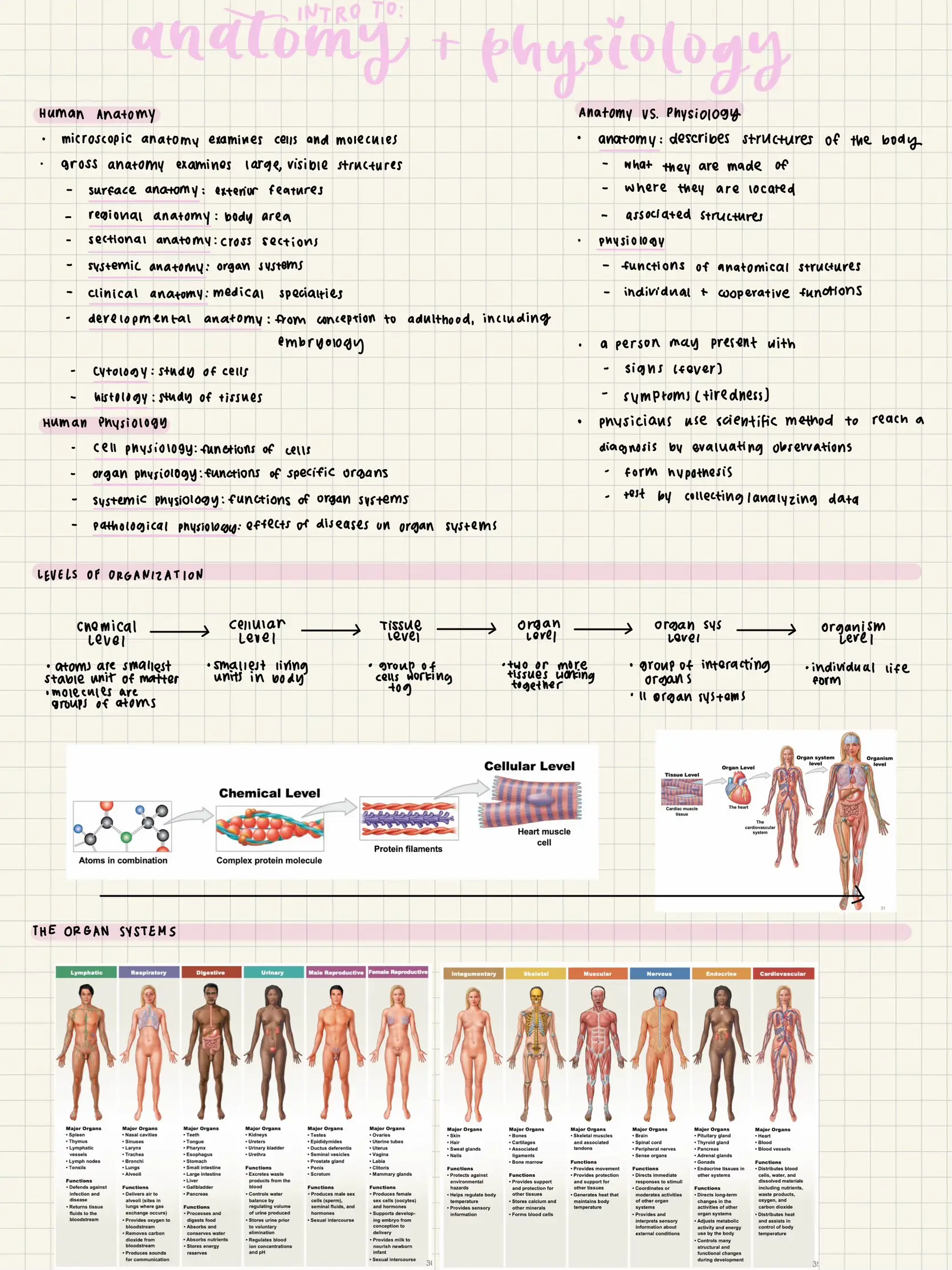 Human Anatomy Notes - Lemon8 Search