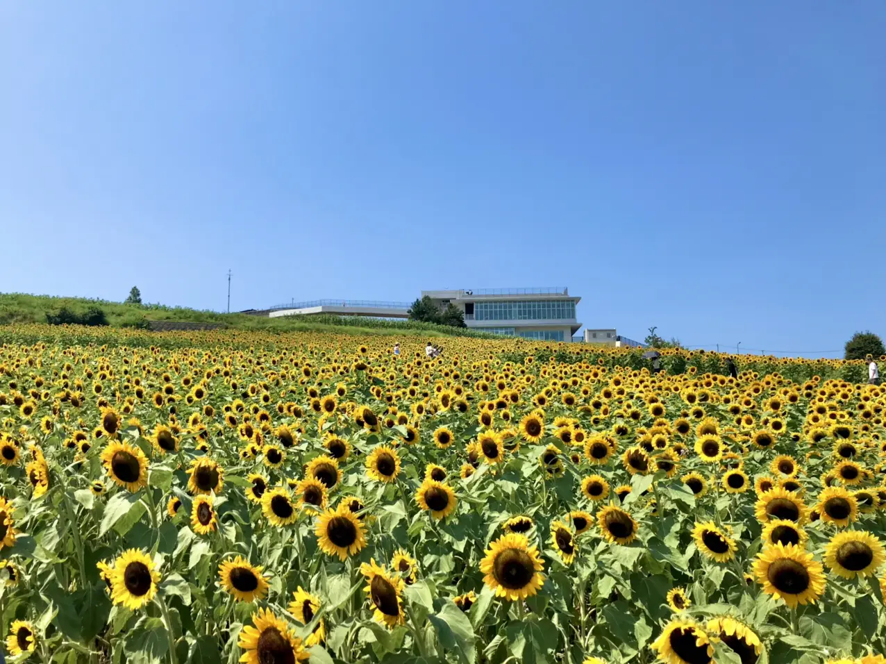 ดอกทานตะวันและอาหารทะเลในเกาะอาวาจิ🌻 | แกลเลอรีที่โพสต์โดย 平井 るー | Lemon8