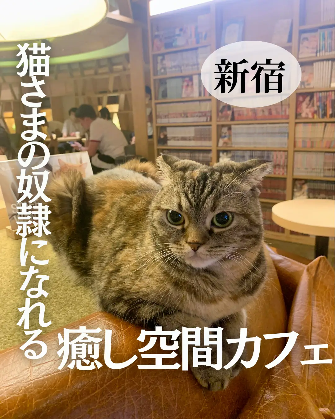 ぐで猫 こぼれちゃった 桜ソーダ No.973 - その他