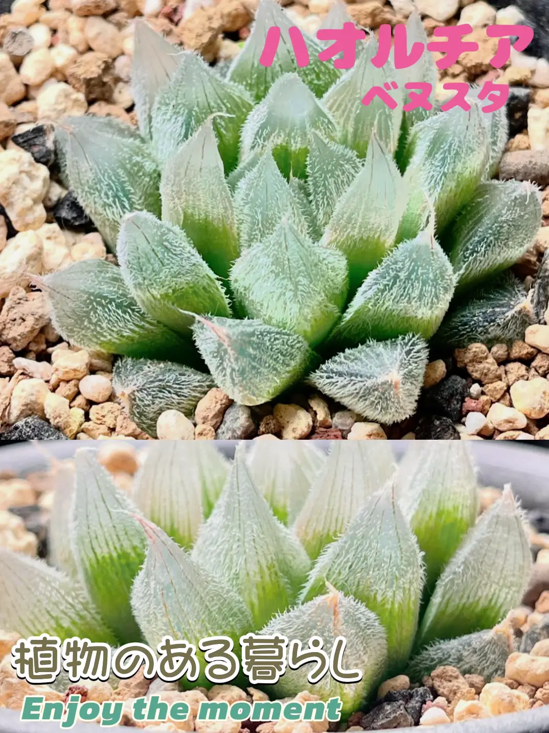 多肉植物^o^ オブツーサ 3頭苗 折畳ん