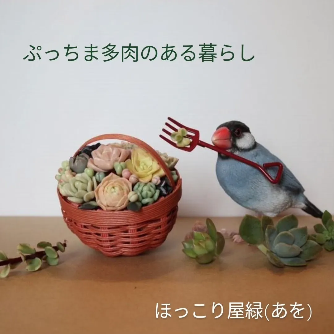 樹脂粘土で多肉植物を作っています | ほっこり屋 緑(あを)が投稿したフォトブック | Lemon8