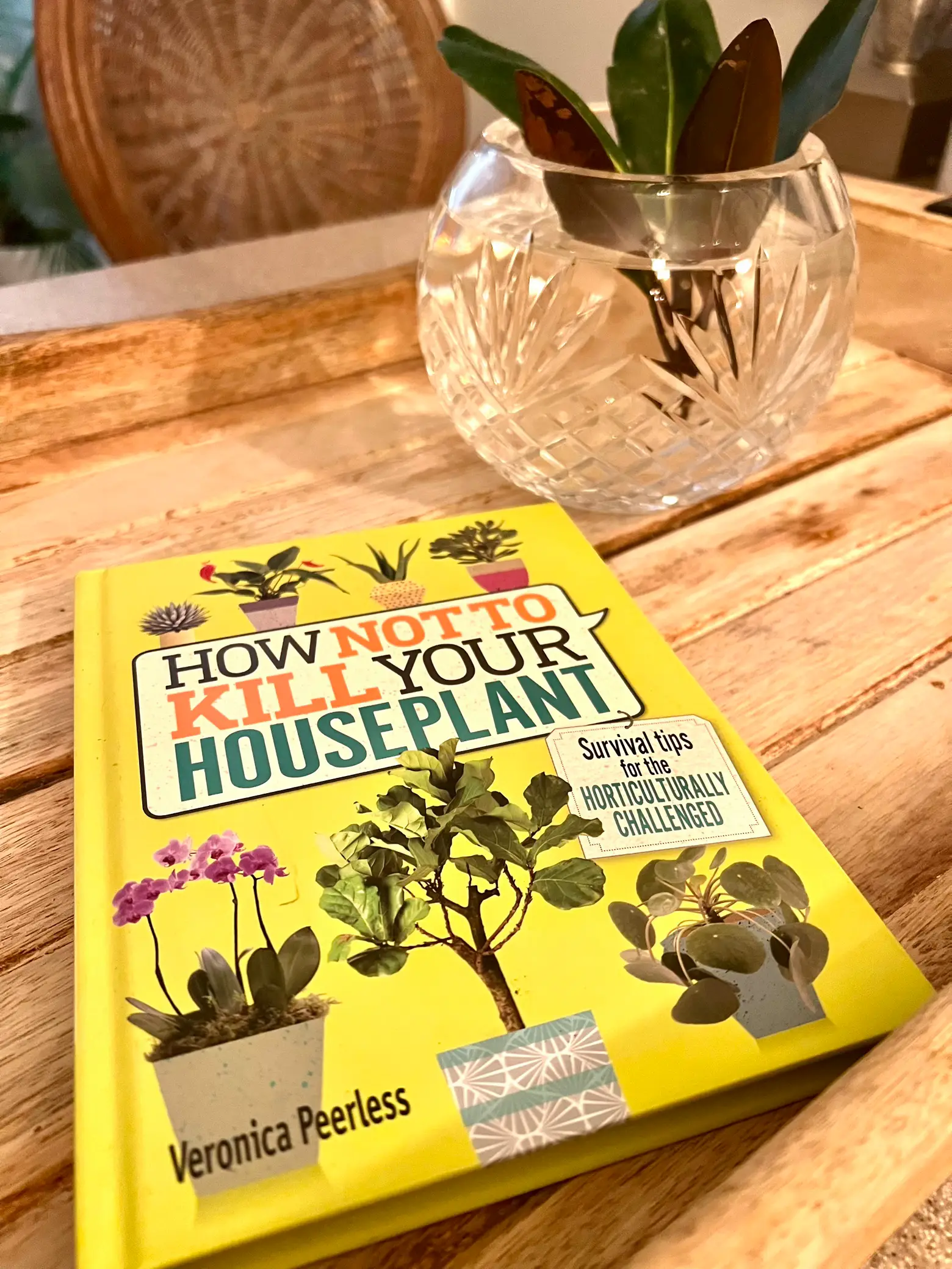 how-not-to-kill-your-houseplants-gallery-posted-by-westretro-lemon8