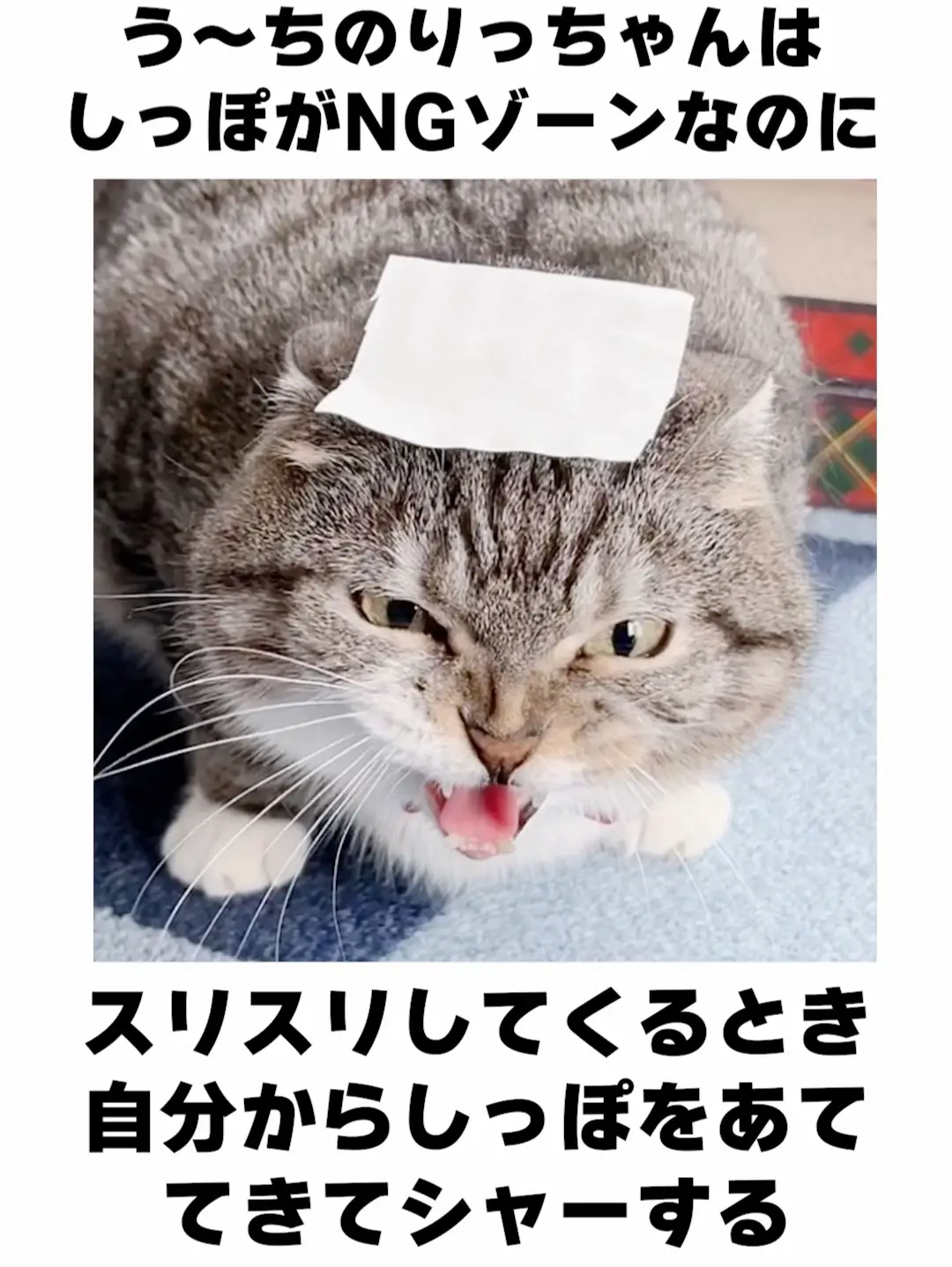 う〜ちのりっちゃんの雑学🐱 理不尽なシャー🤣