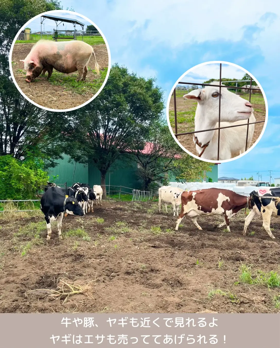 [3yearold daughter declares "I won't go home!"] Delicious and fun