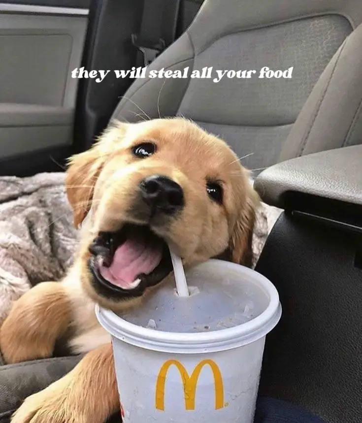 reasons why you shouldn't get a dog Gallery posted by Lemon8