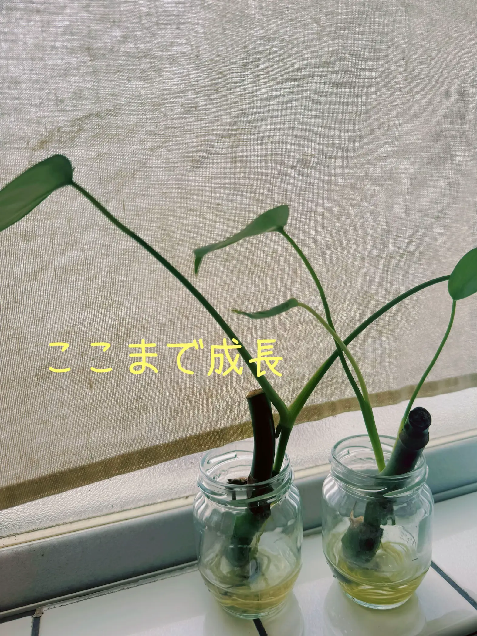 モンステラの茎から発芽🌱⁈ | クッキーが投稿したフォトブック | Lemon8