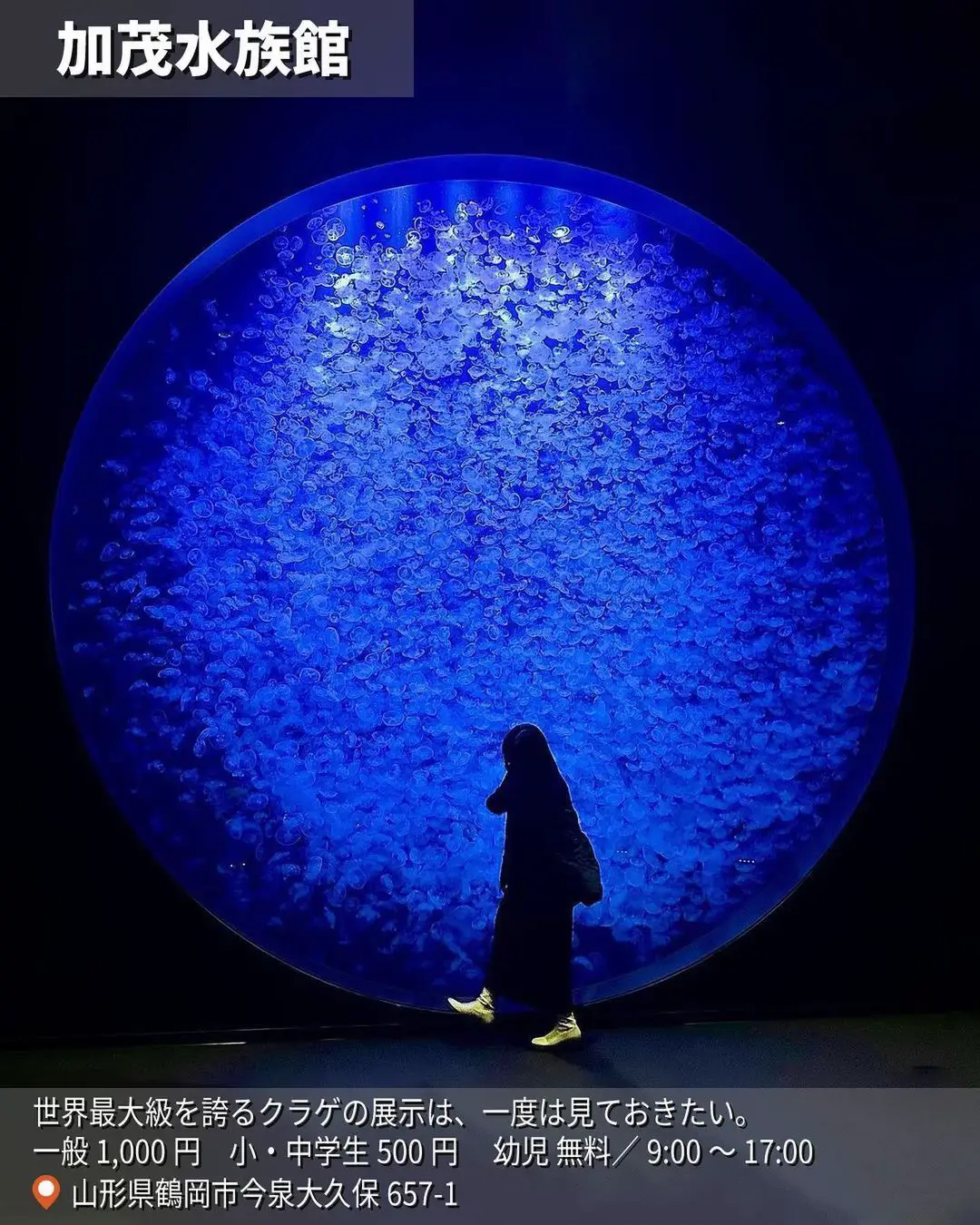 もぐらんぴあ水族館 - Lemon8検索