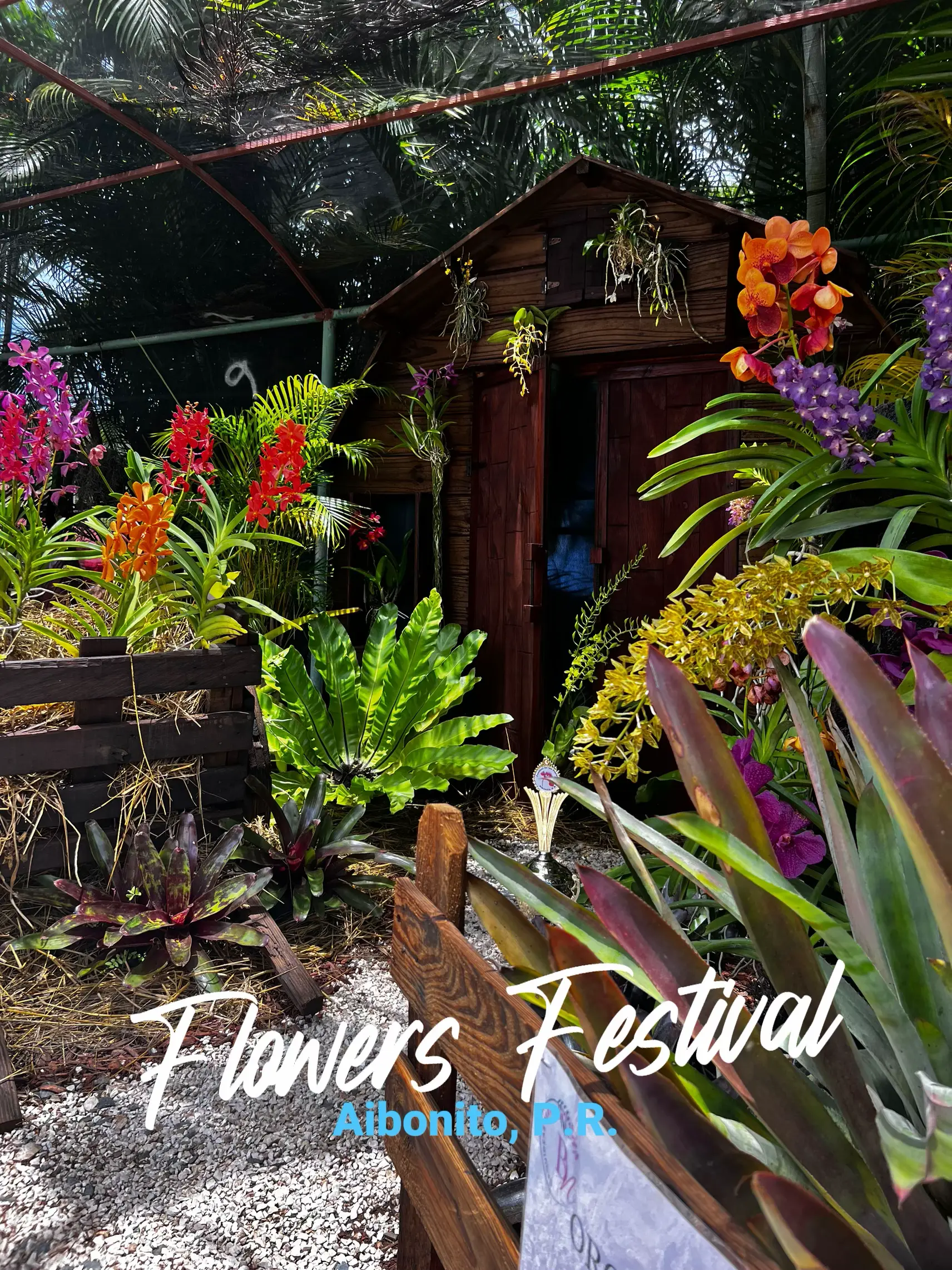 Flowers Festival Gallery Posted By