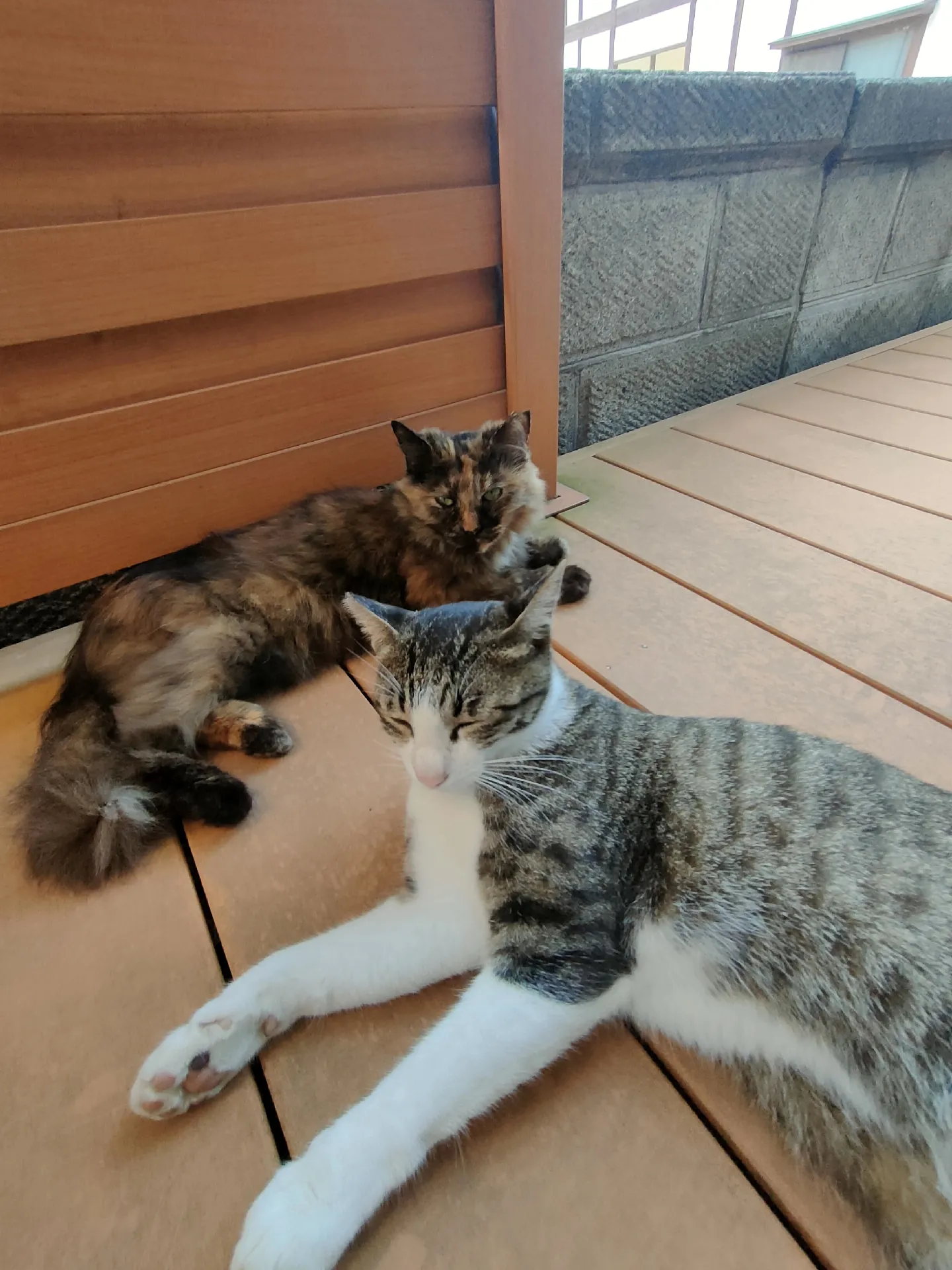 Local cats and... | Gallery posted by 首輪&筆文字Cat Links | Lemon8