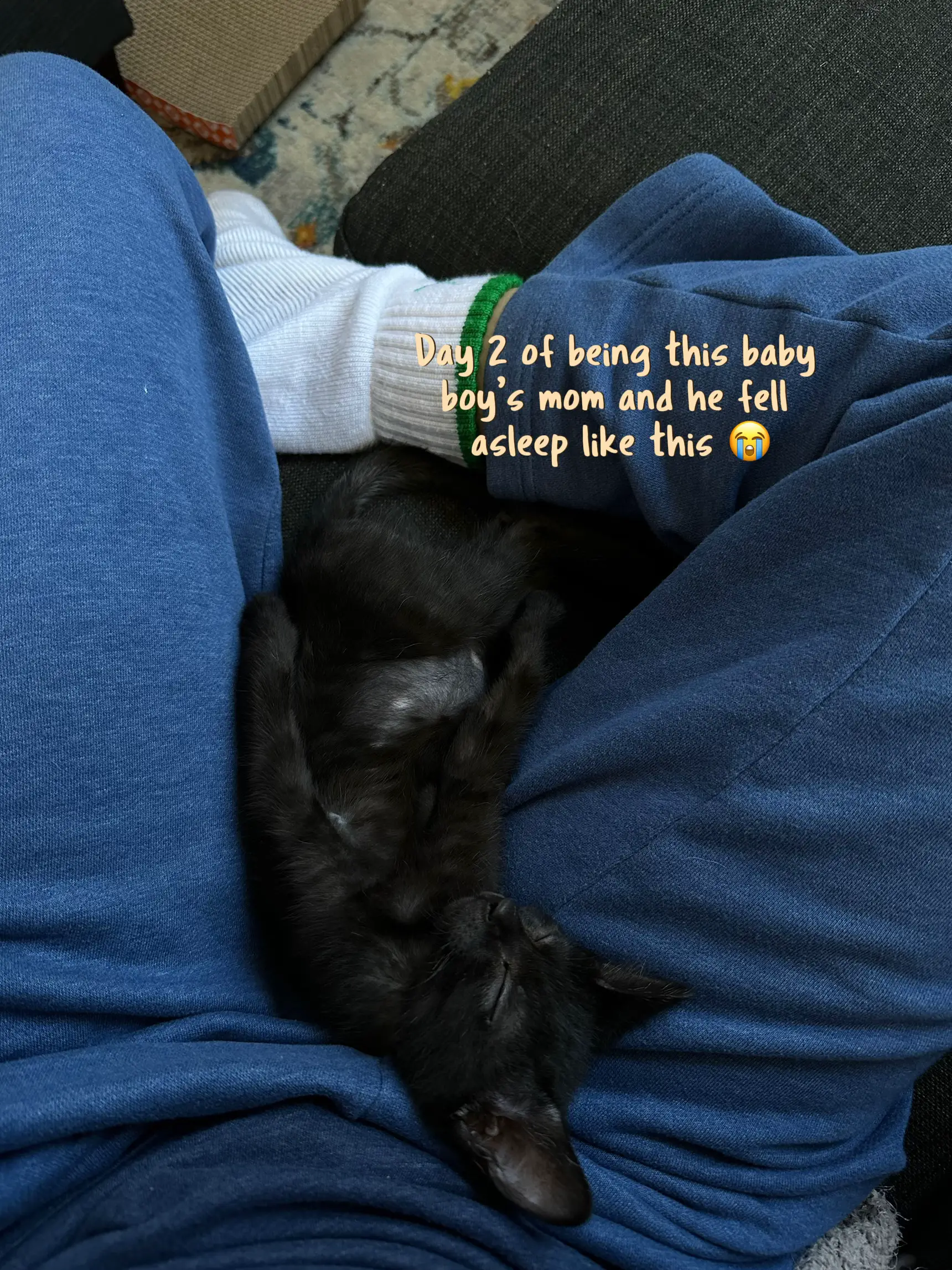Meet Maisy, my eight-week-old blue-eyed black kitten : r/blackcats