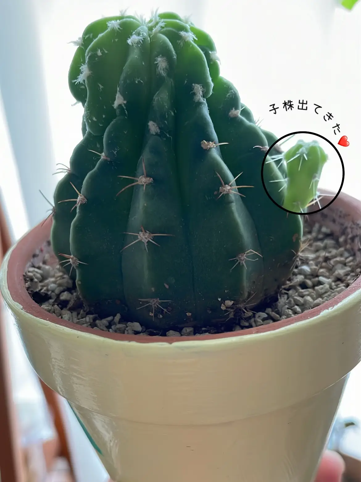 観葉植物》🌵サボテンの進化がおもしろい❣️ | MAYUMI☺︎築古賃貸暮らしが投稿したフォトブック | Lemon8