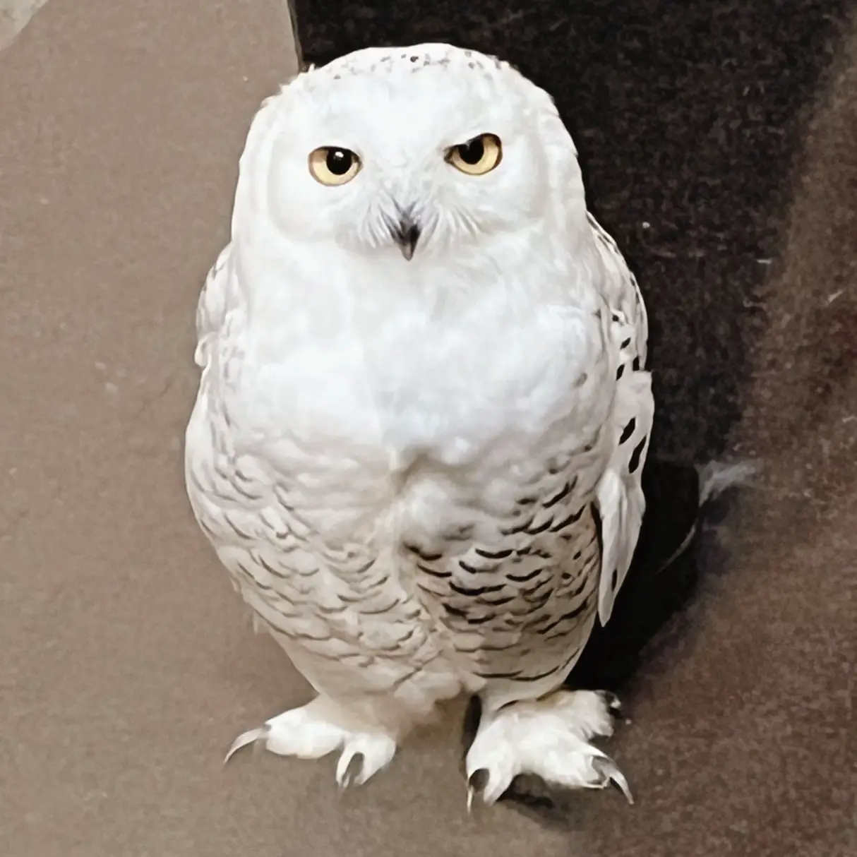 夢に白いフクロウが出てきた🦉 | しいが投稿したフォトブック | Lemon8