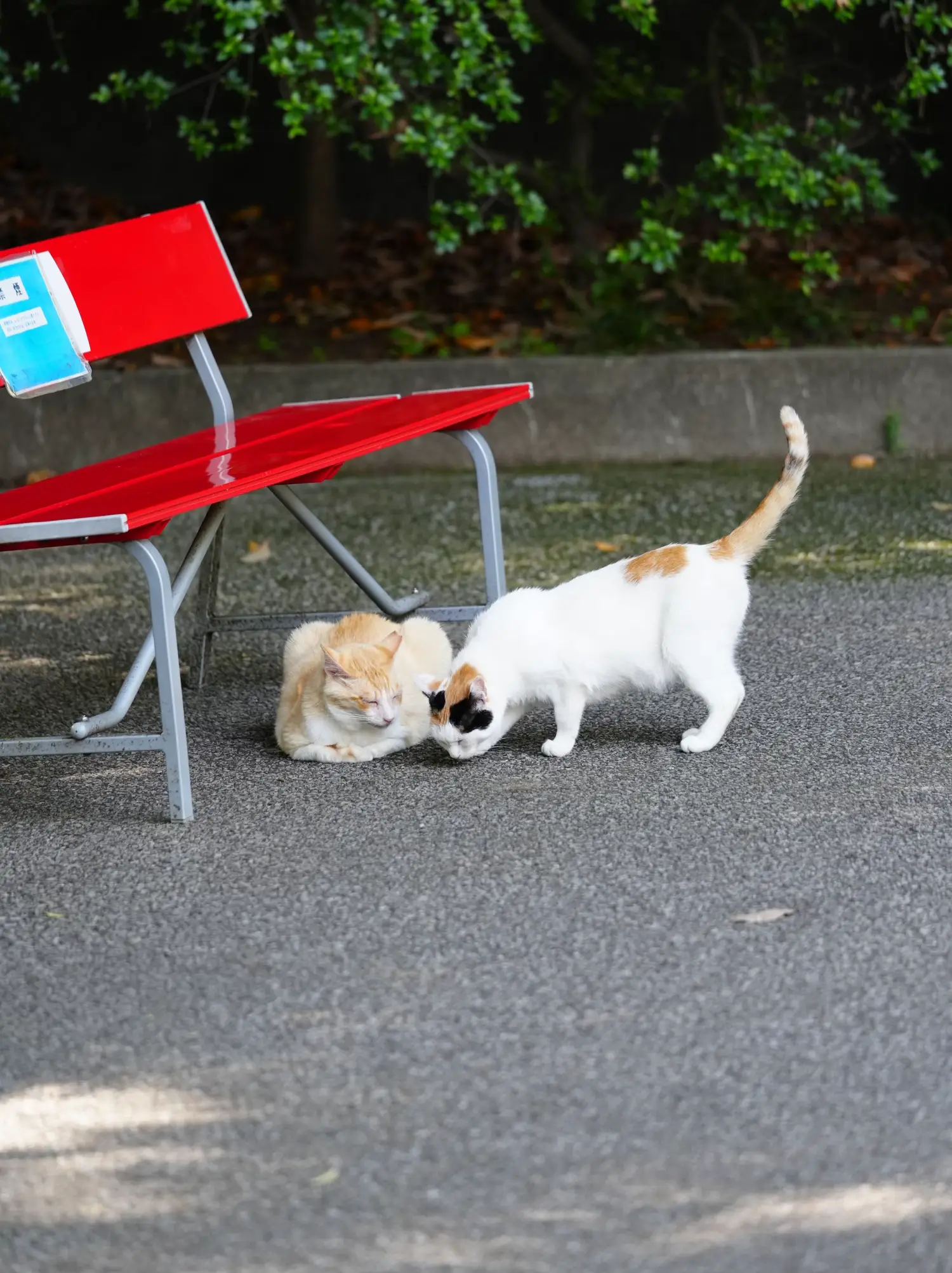 可愛い猫達と御朱印⛩ 唐澤山神社 | メグ6007が投稿したフォトブック | Lemon8