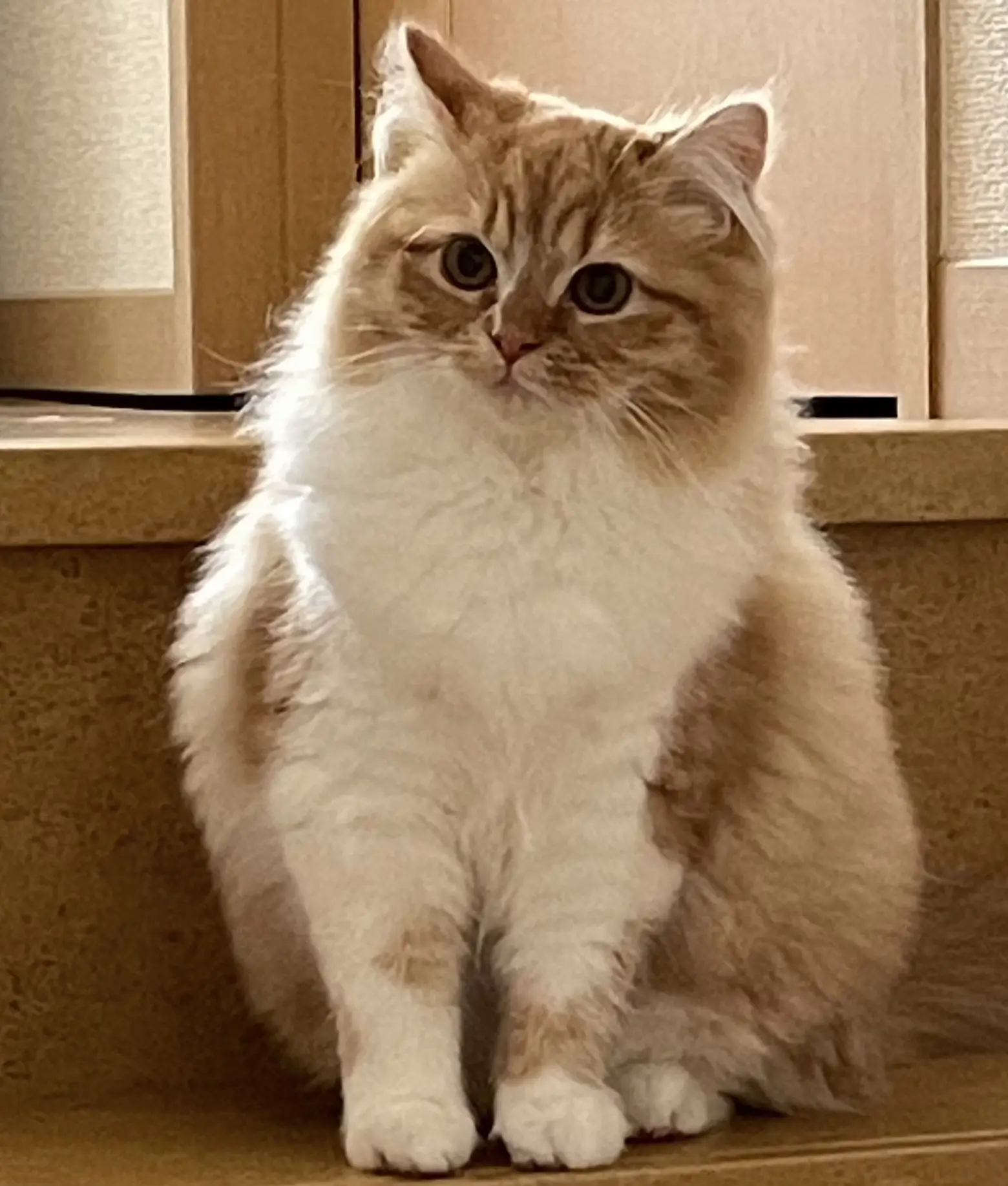 お座りねこちゃん