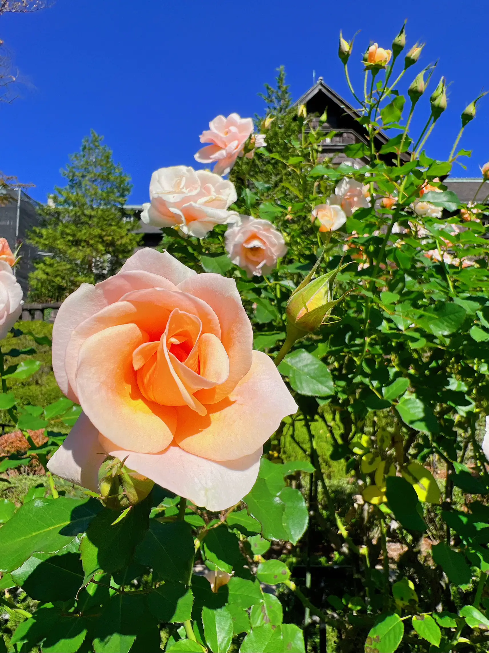 洋館に映える薔薇の花園 | Michiが投稿したフォトブック | Lemon8