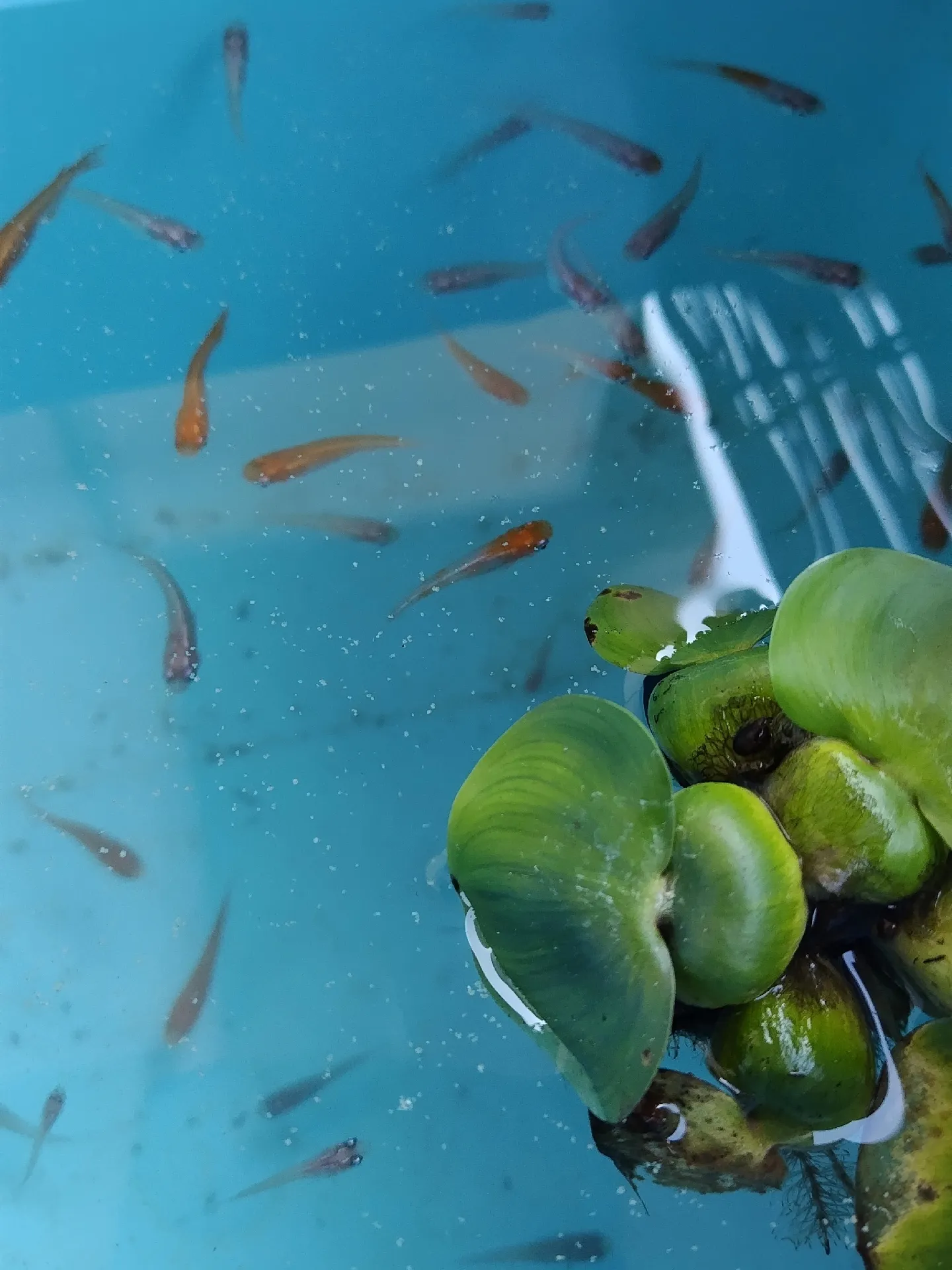 金魚すくいの水槽⁉️ めだかを飼って観るのも⁉️ 綺麗です。菜園利用可 - その他