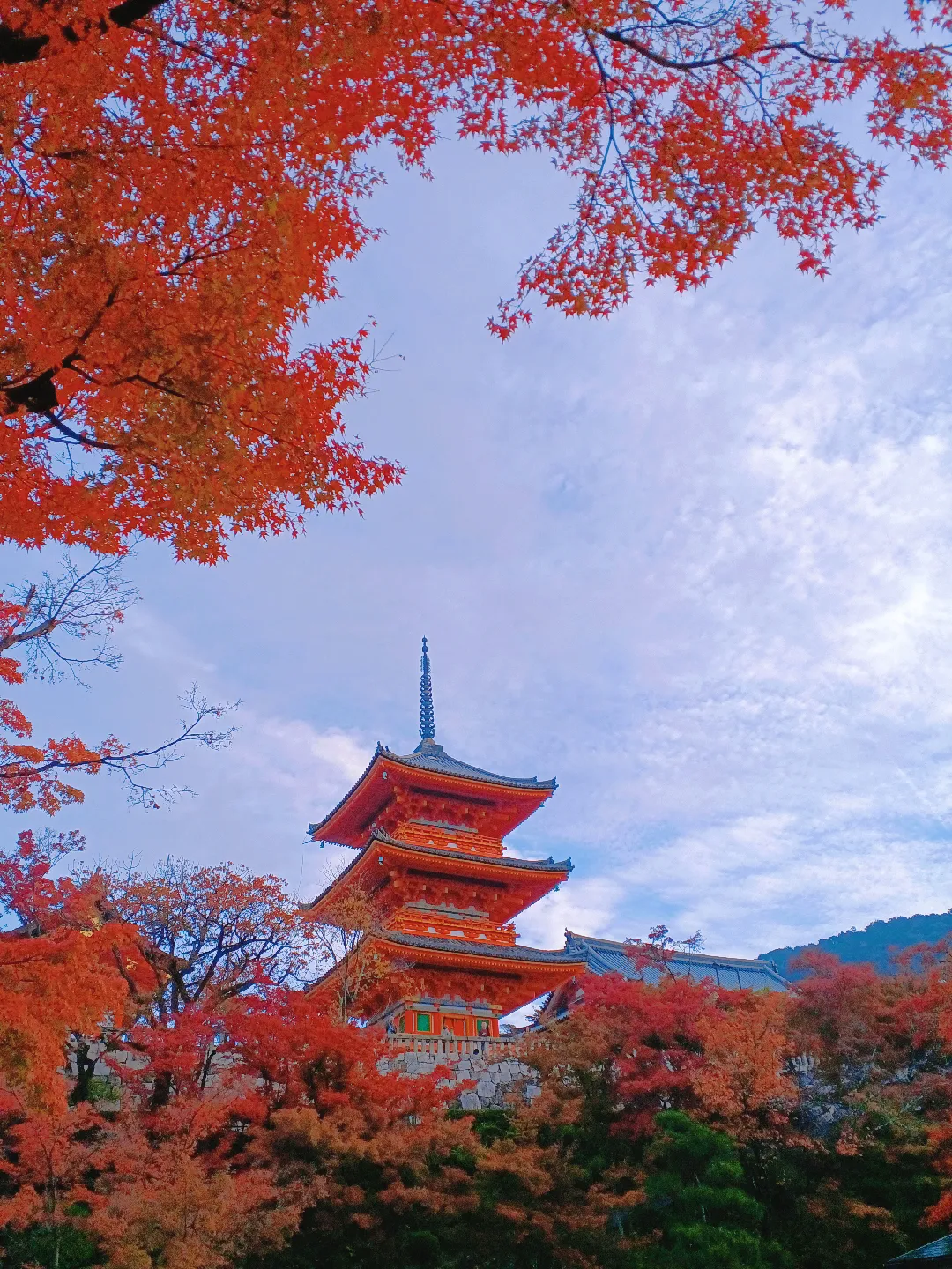 【京都ぶらり】2023京都紅葉 世界遺産清水寺の紅葉の画像 (2枚目)