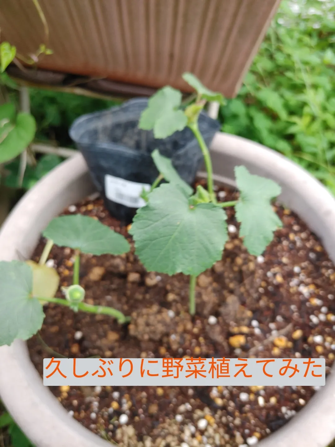 カレーリーフ たっぷり 抜き苗 ４本 無農薬 小さな苗