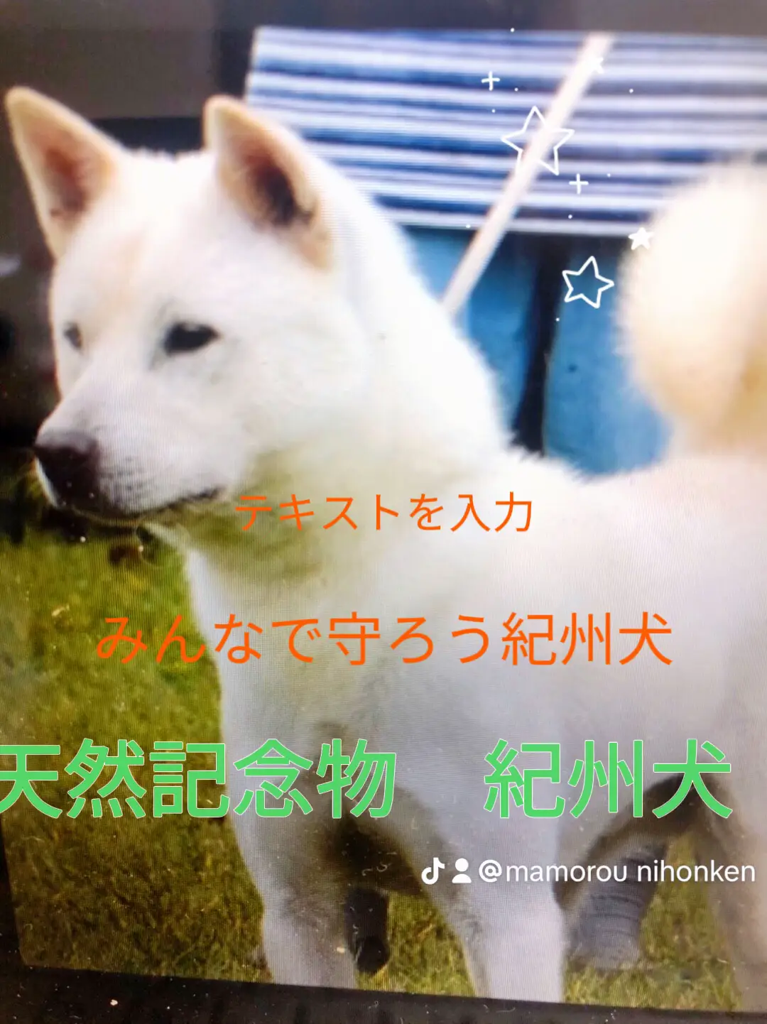 天然記念物 紀州犬 | みんなで守ろう日本犬が投稿したフォトブック | Lemon8