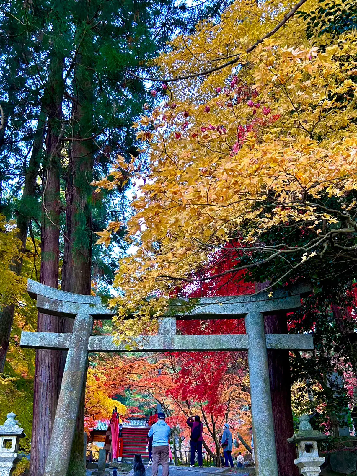 【広島】🌸桜と🍁紅葉で有名な歴史ある隠れたスポット「今高野山龍華寺」の画像 (8枚目)