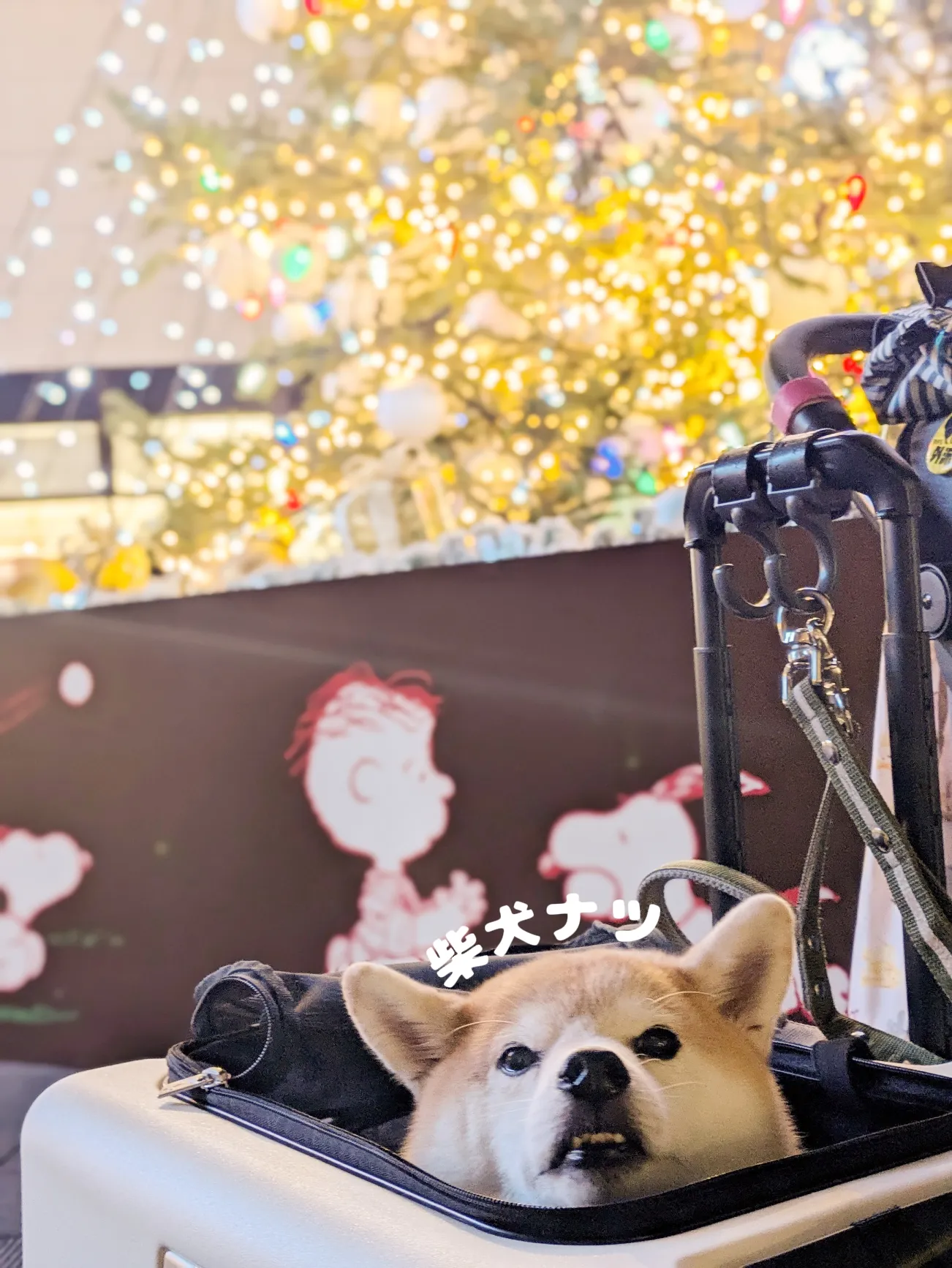 クリスマス〉食いしん坊サンタクロースホットドッグ