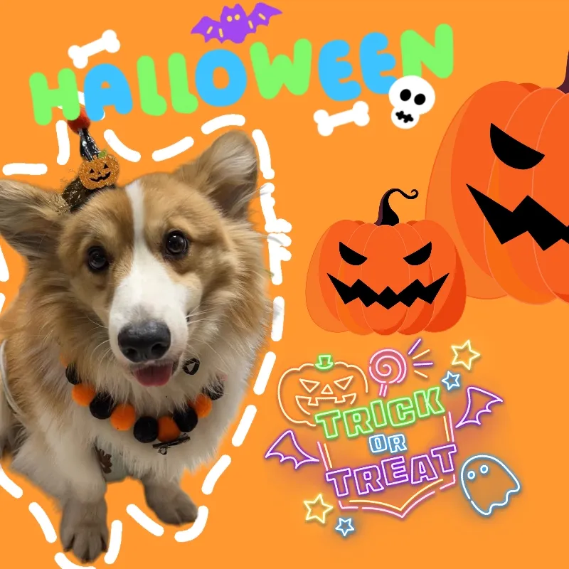 🌈このハロウィン、大好きなペットも! | Dopaが投稿したフォトブック