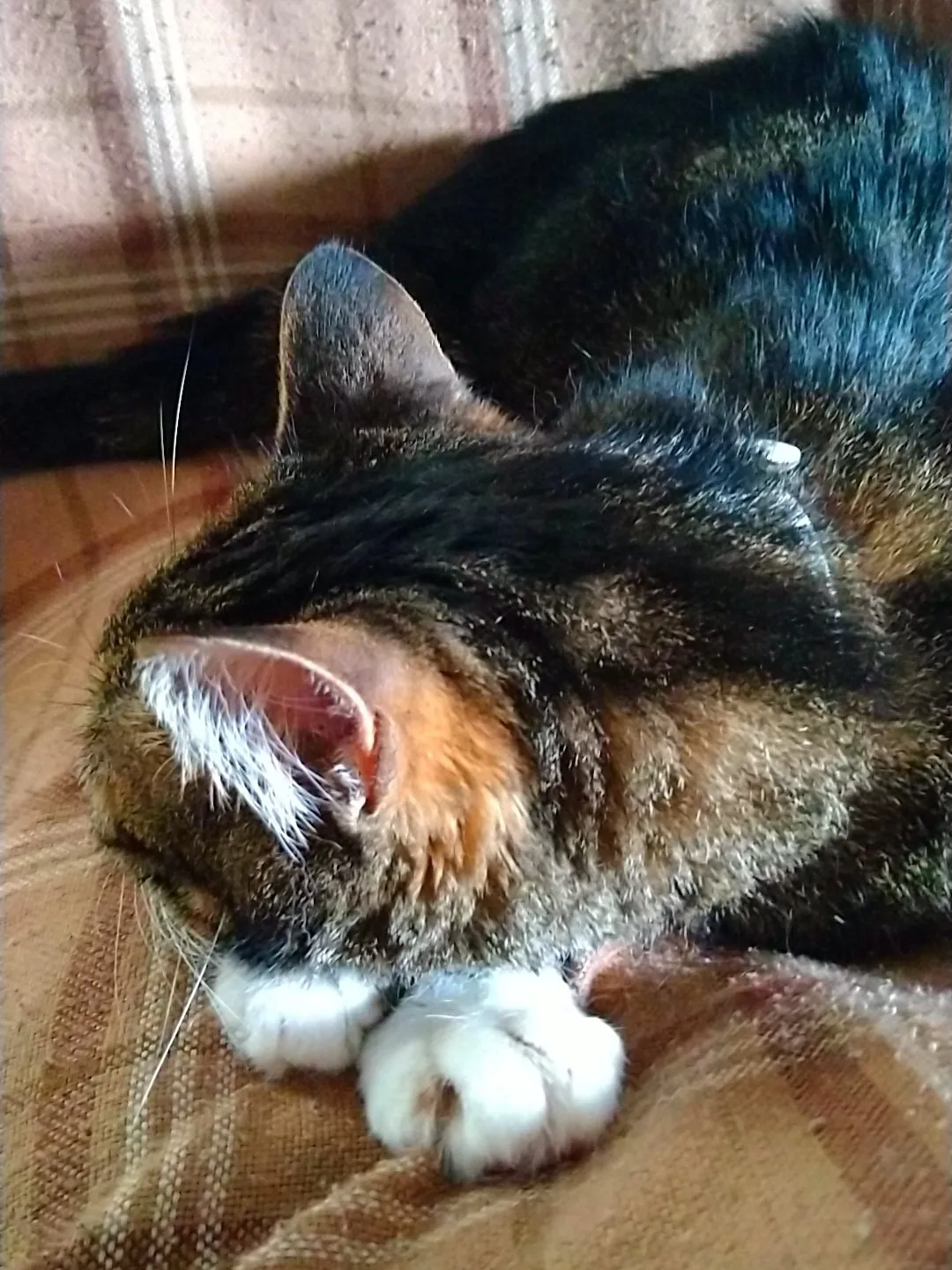 ぐでねこチャンとドーナツ ヘアクリップ ミケ猫 なでなでねこちゃん」