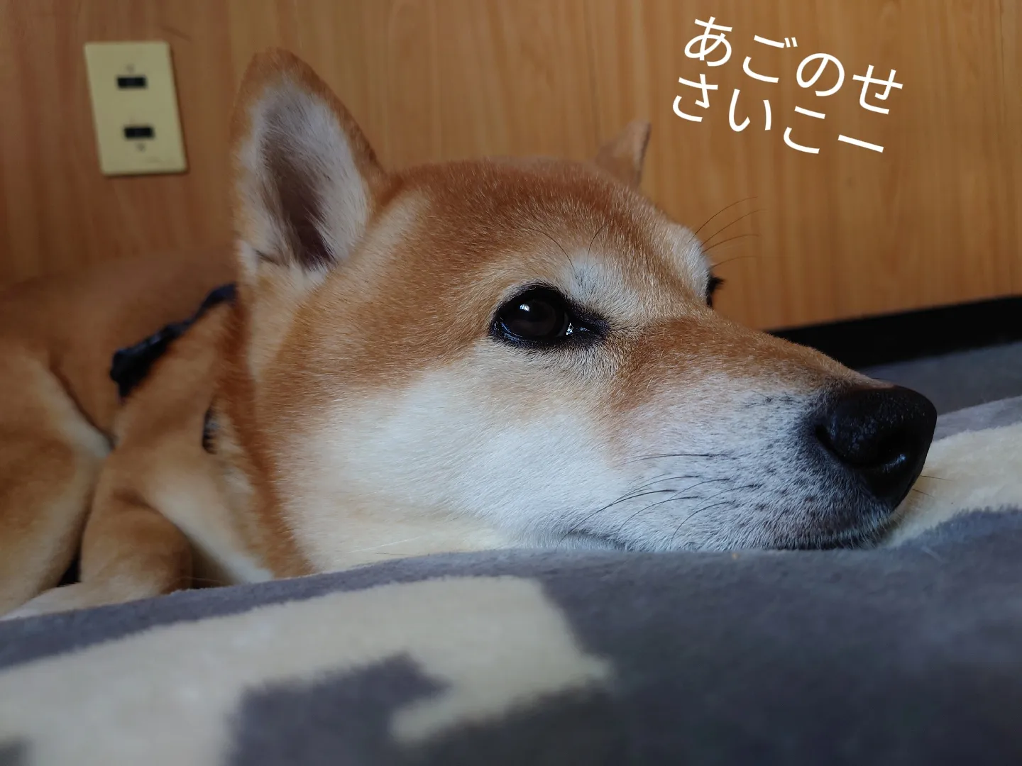 あごのせさいこー | 柴犬 ちびさんが投稿したフォトブック | Lemon8