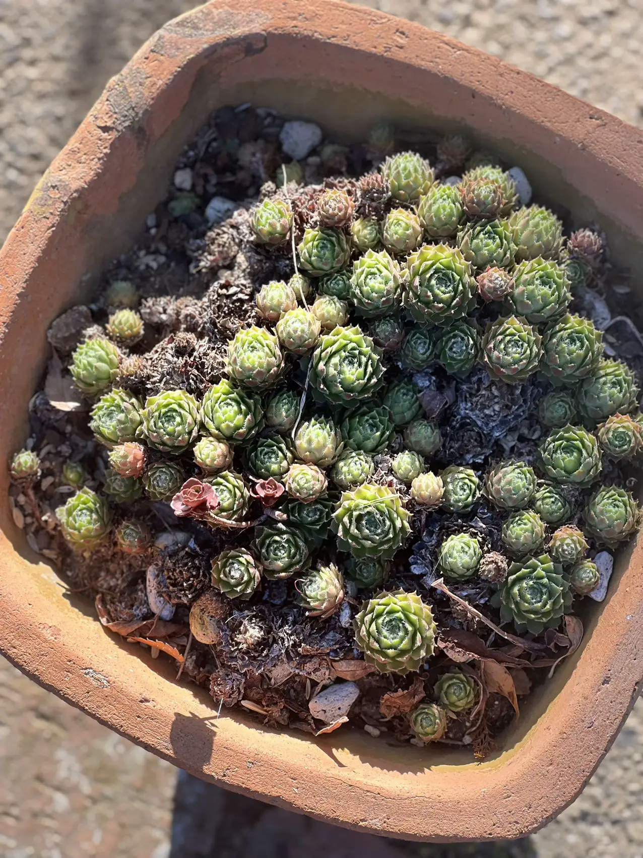 n  名前付きセンペルビウム9苗セットN n 名前付きセンペルビウム9苗セットN 【公式通販】