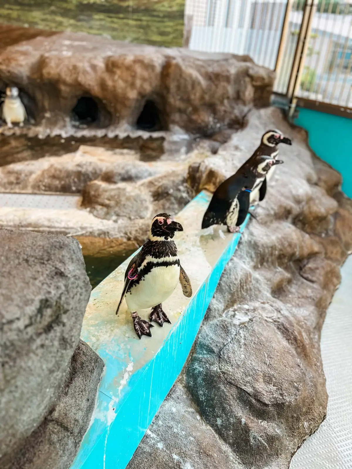 東京 品川 】本当は秘密にしたい東京の穴場水族館🐬 | ちさと｜旅するフリーランス女将が投稿したフォトブック | Lemon8