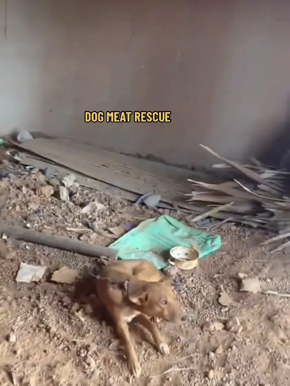 DOG MEAT RESCUE PART 1 DOG SAVIOR SAVES DOG Video published by DOG