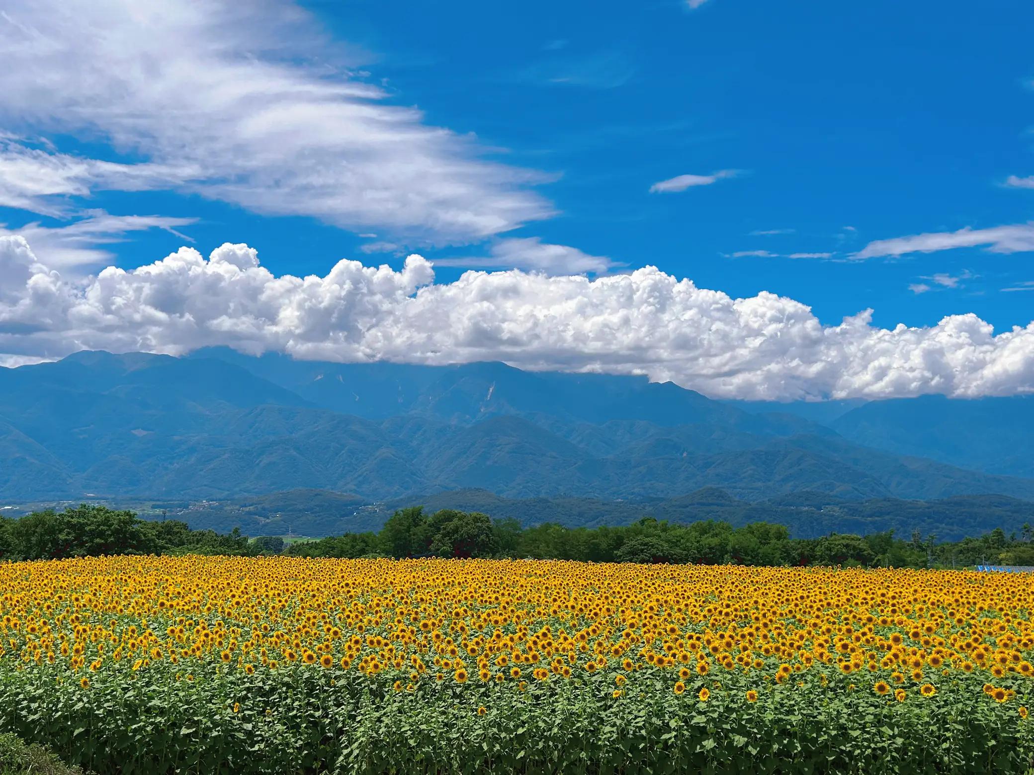 ビタミンチャージ🌻ひまわり畑を見に行こう！ | sky happiness 8が投稿