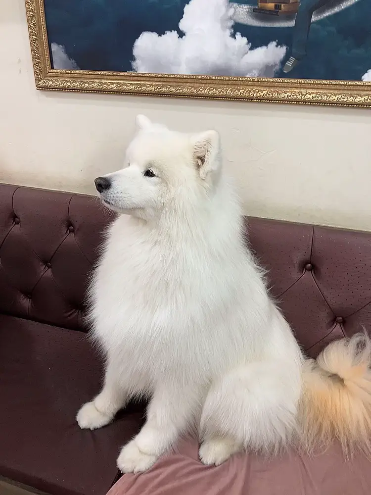 📍Cafe where you can interact with Mofumofu Samoyed Korea Sangsu