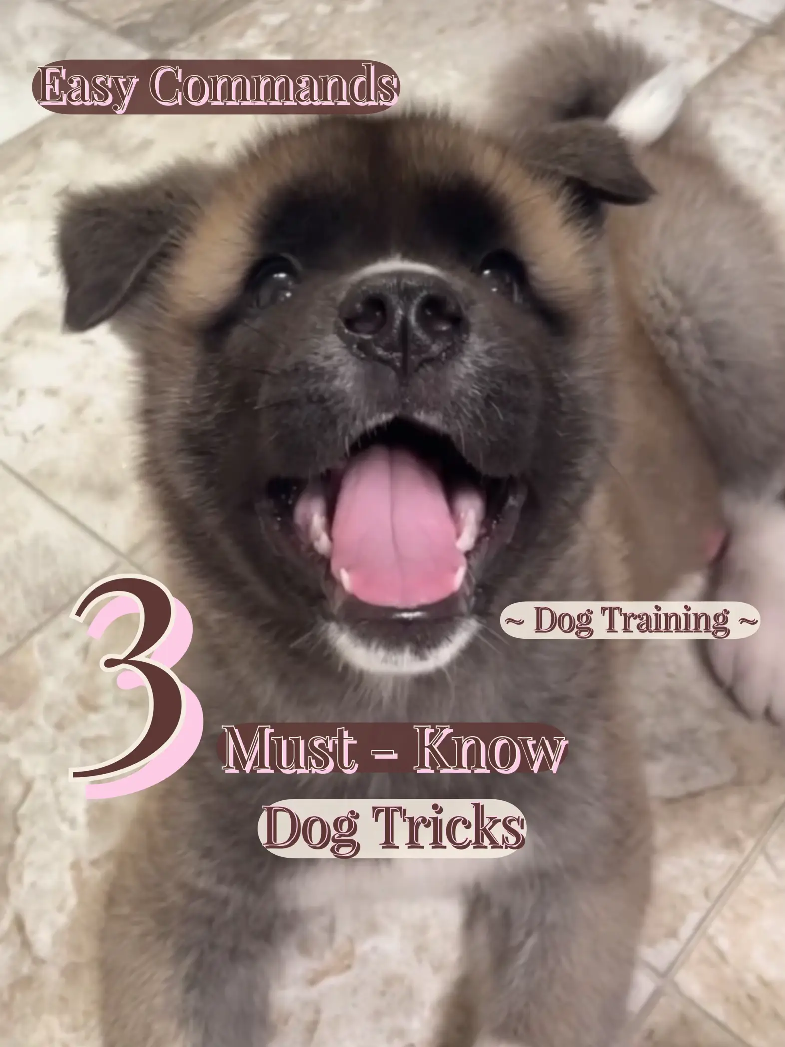 3 Super Easy Dog Commands to Teach Your Dogs 🐶🐾 Gallery posted by Nicolette Lemon8