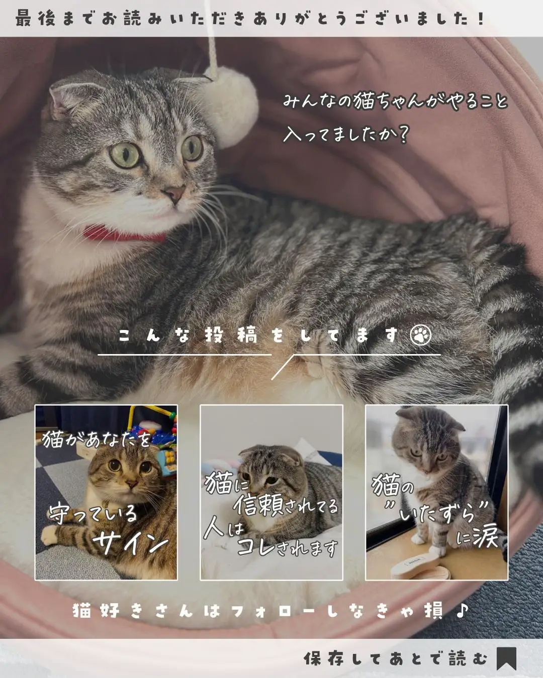 飼い主のための猫用品 - Lemon8検索