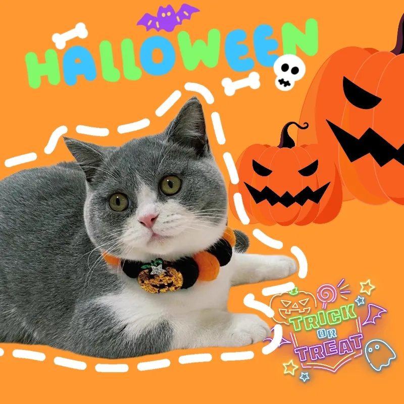 🌈このハロウィン、大好きなペットも! | Dopaが投稿したフォトブック