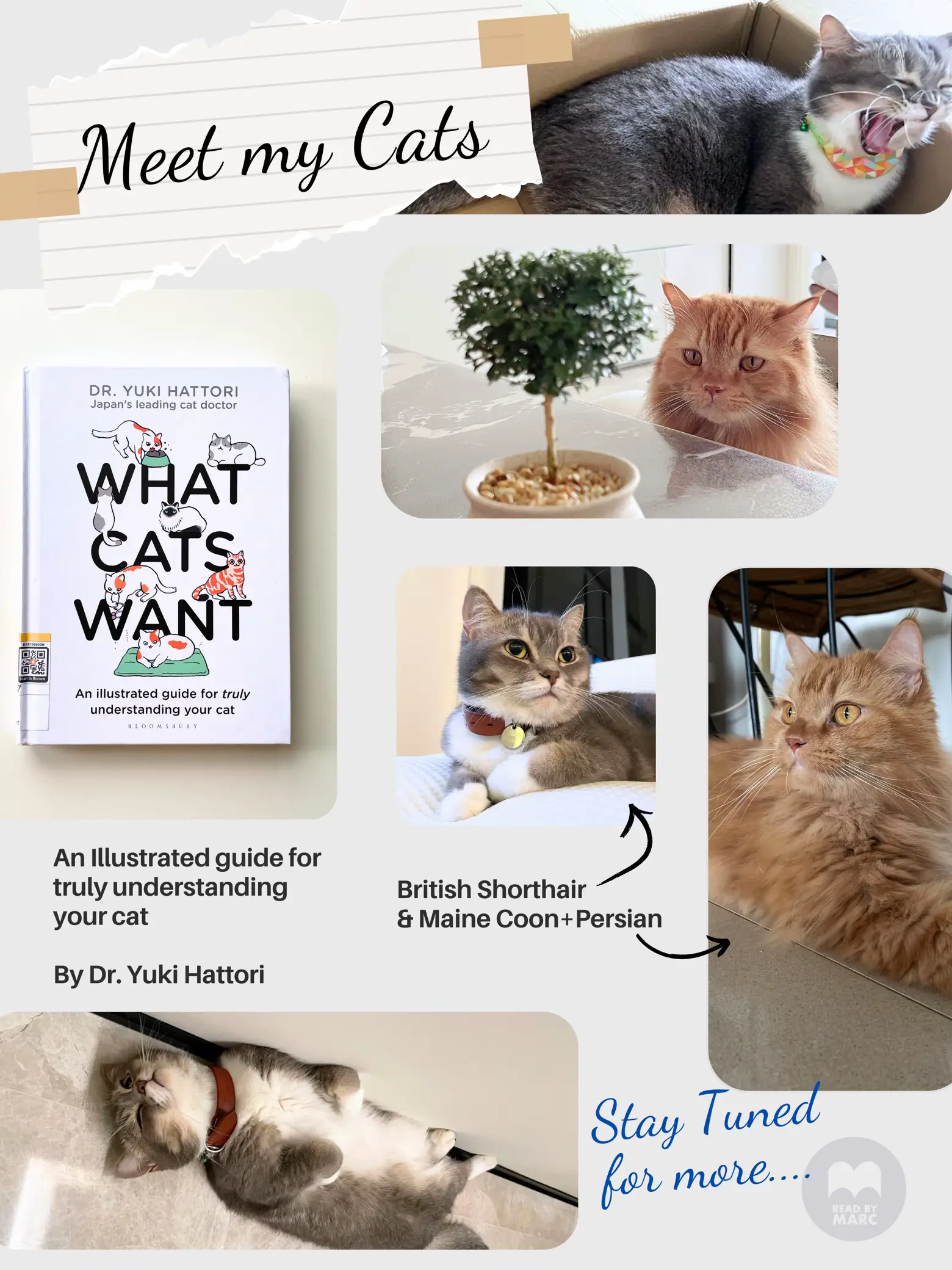 What Cats Want: An Illustrated Guide for Truly Understanding Your