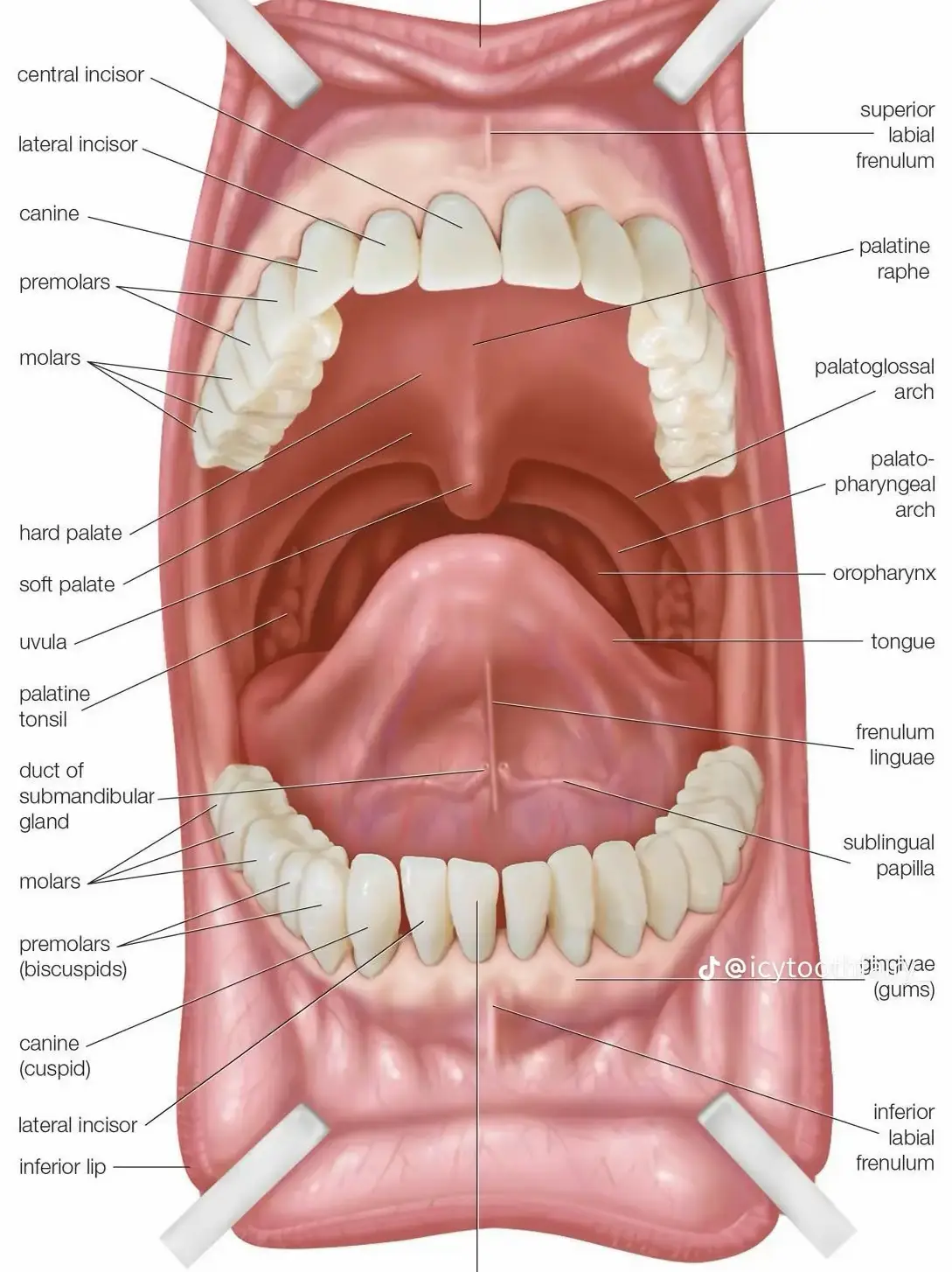 Dental Terminology for Spanish Speakers - Lemon8 Search