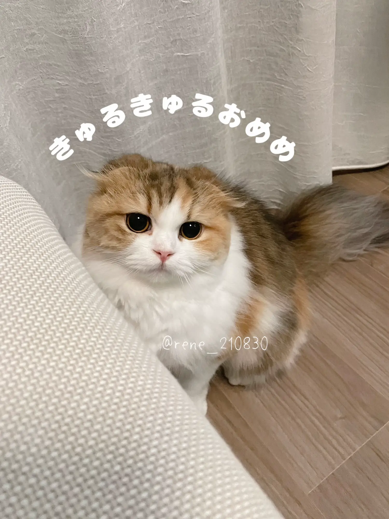 上質直営通販 うるうるお目々の猫ちゃん クリスマス⑦