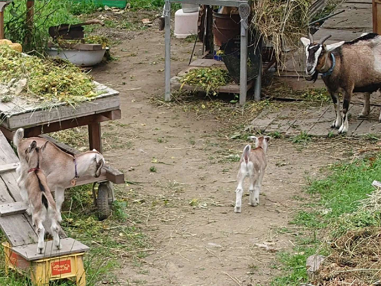 近所のヤギ🐐親仔 近所で飼われてるヤギ🐐に仔ヤギ🐐が | チョコミントが投稿したフォトブック | Lemon8