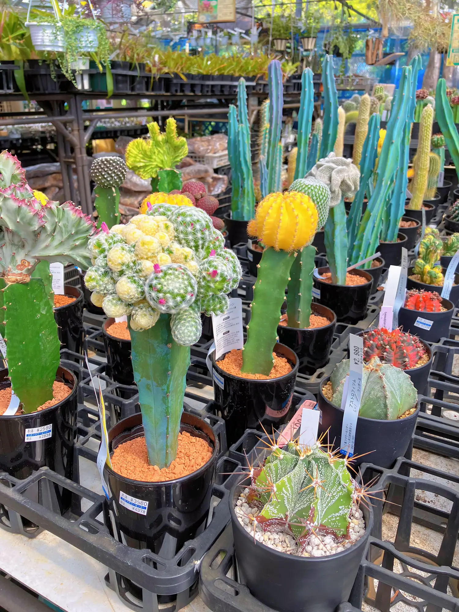 26【韓国輸入苗】レモンローズ群生苗 カット苗 多肉植物