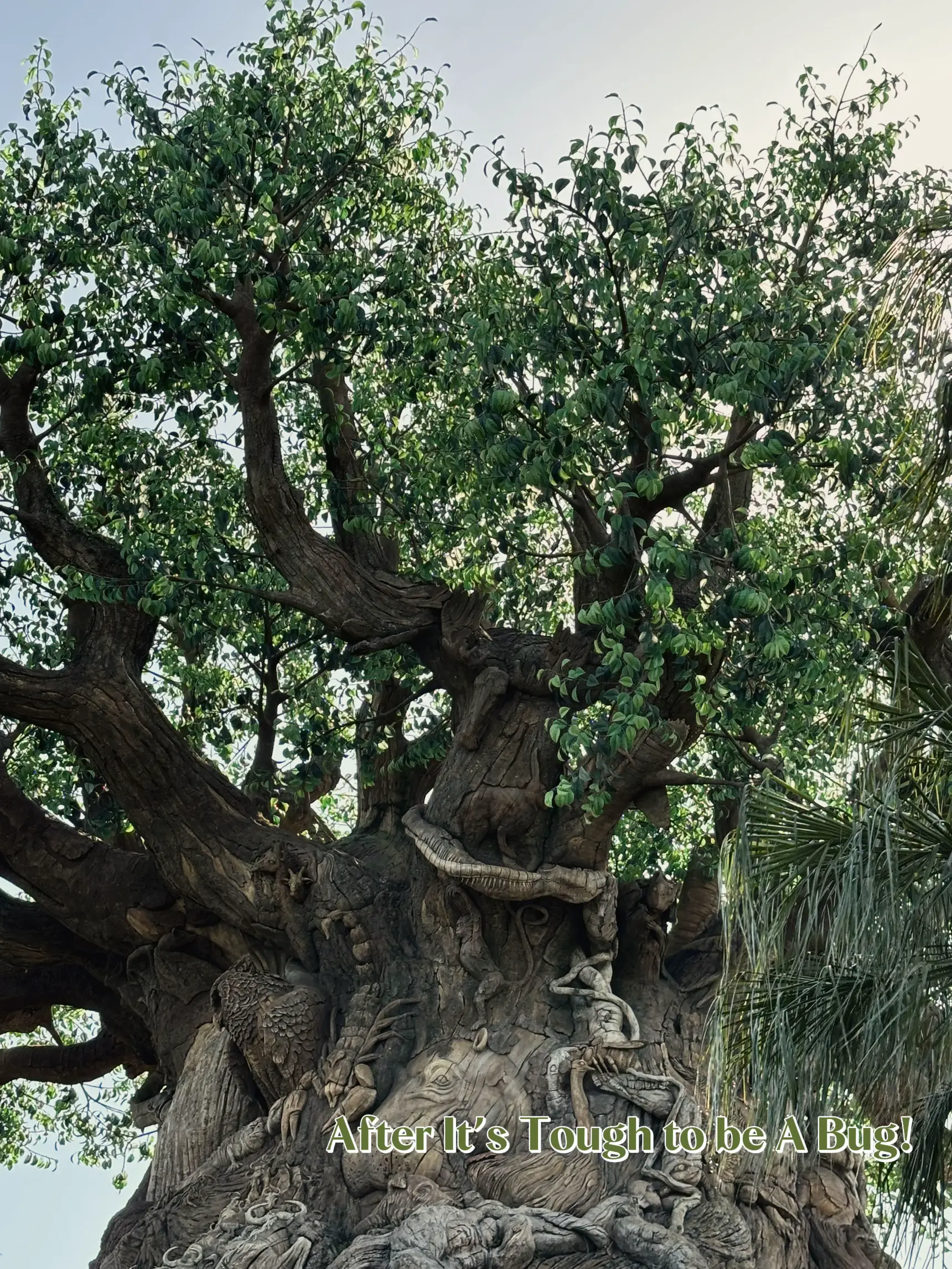 Animal Kingdom Theme Park Lemon8 Search