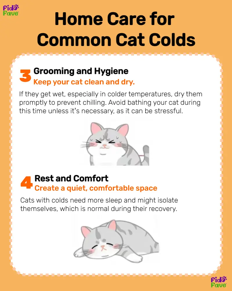 Cat cold symptoms home cheap remedies