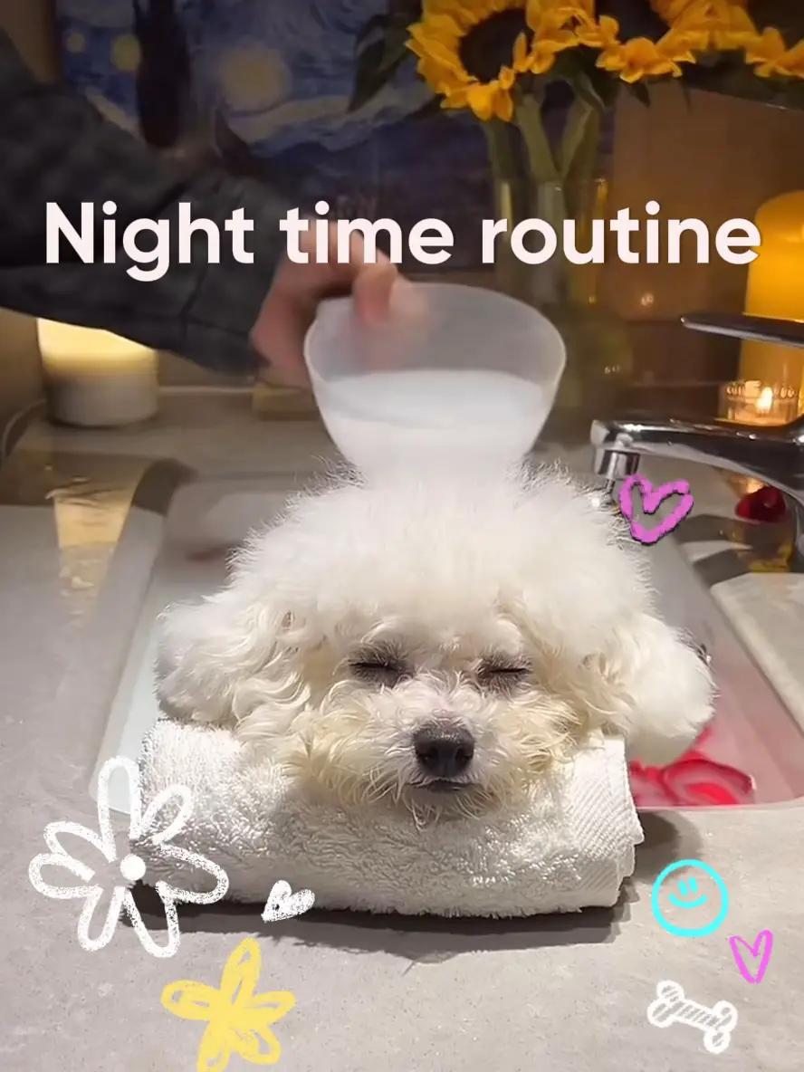puppy-night-time-routine-video-published-by-myfurrykids-lemon8