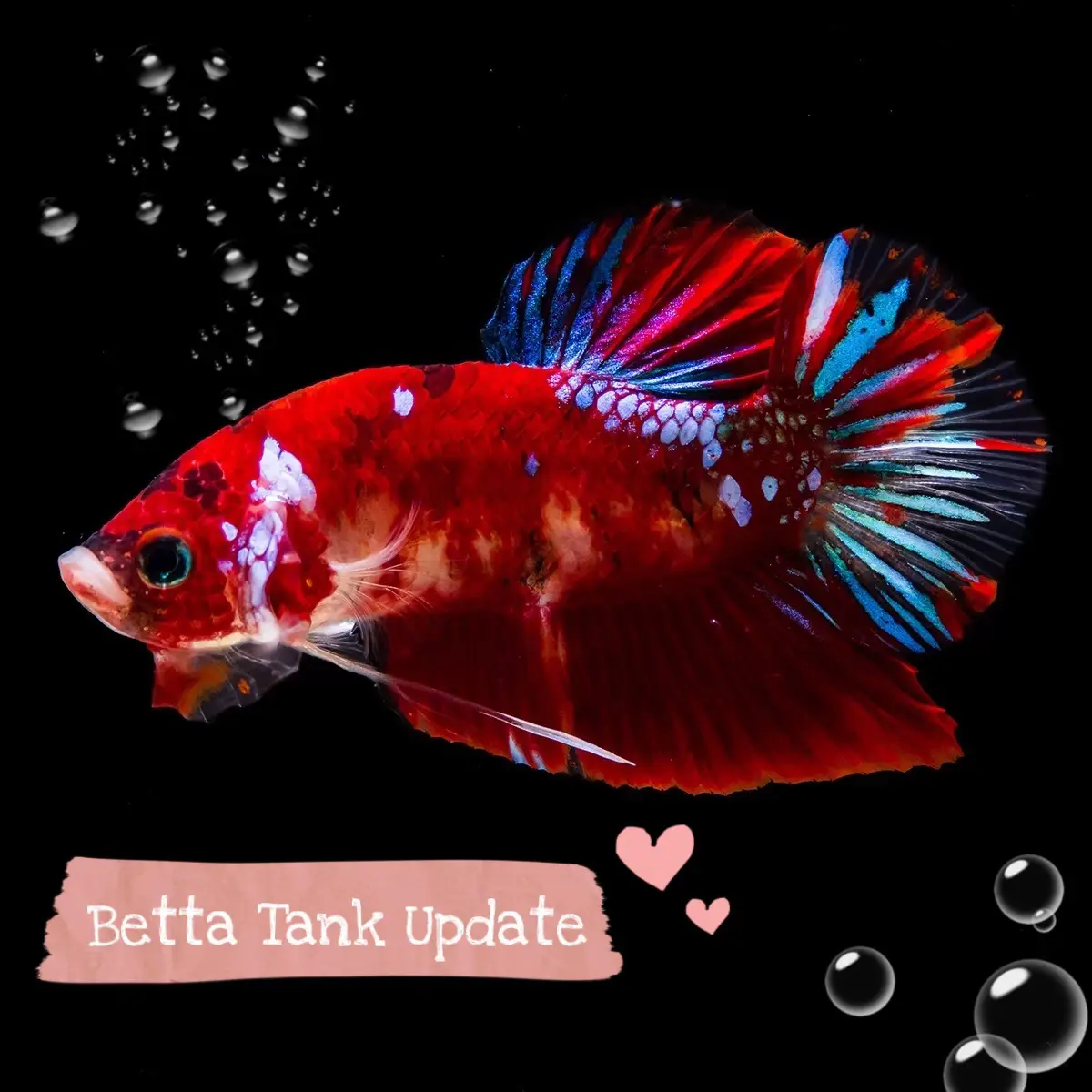 The Wonderful World of Betta Fish - Supplies Needed to Care for a Betta -  Wattpad