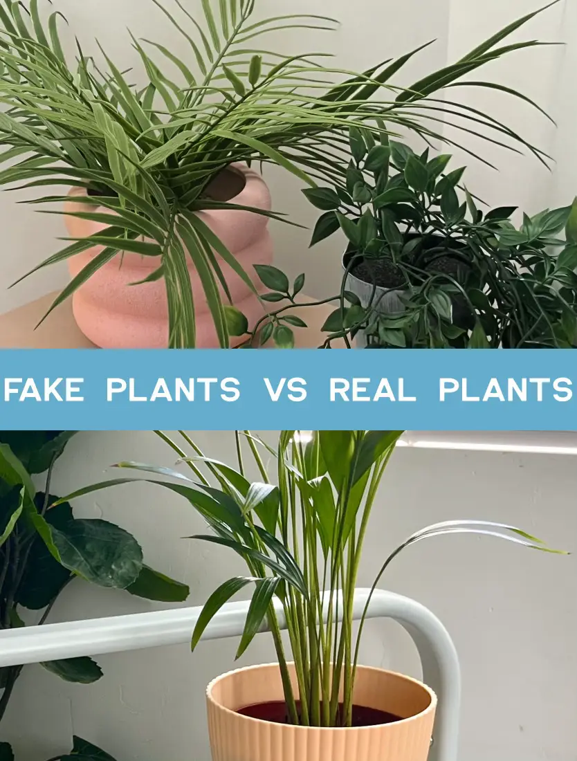 faux plants & real plants 🪴♡ Gallery posted by hayley ⊹⋆˚꩜ Lemon8