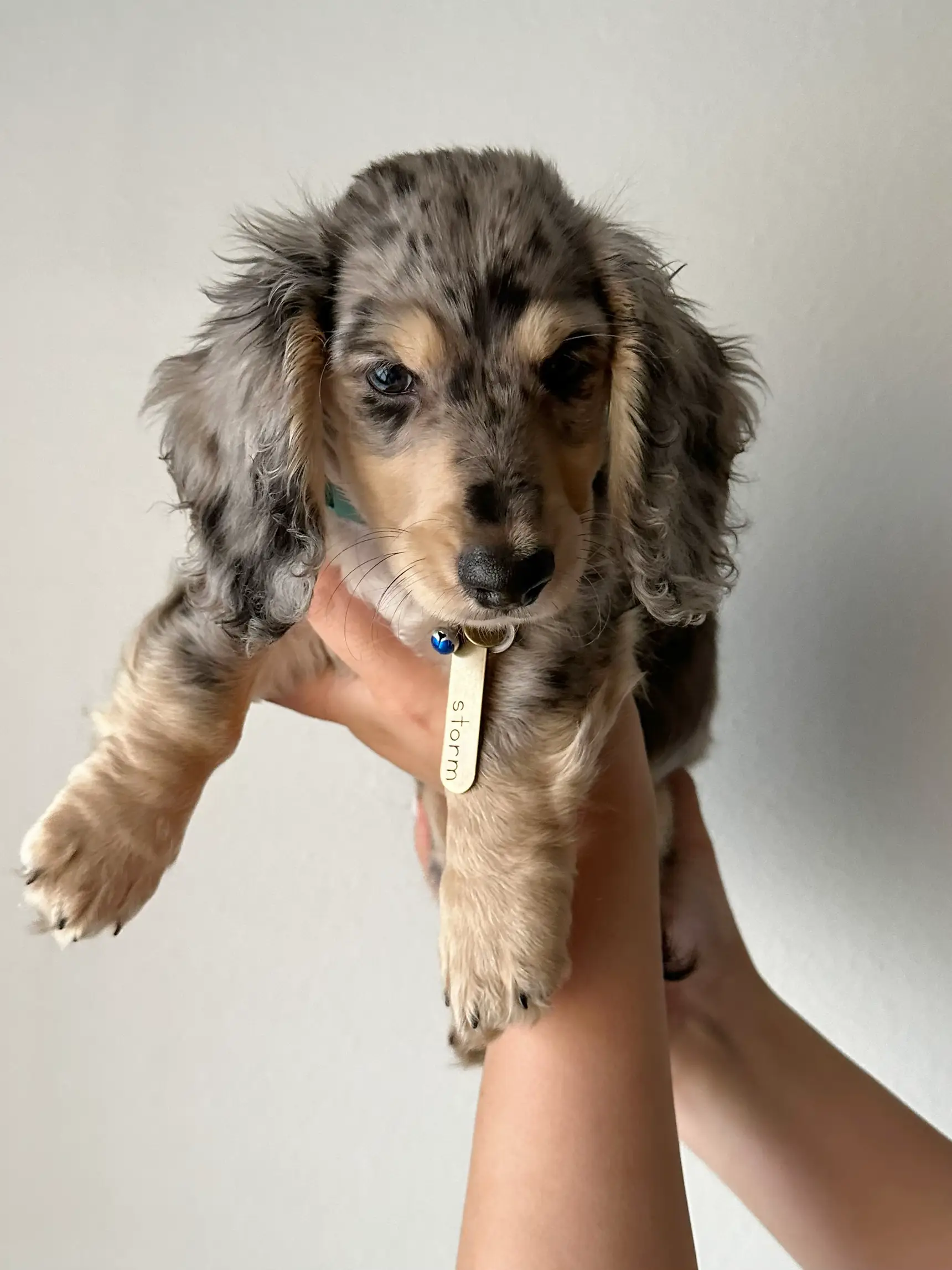 Dapple grey store long haired dachshund