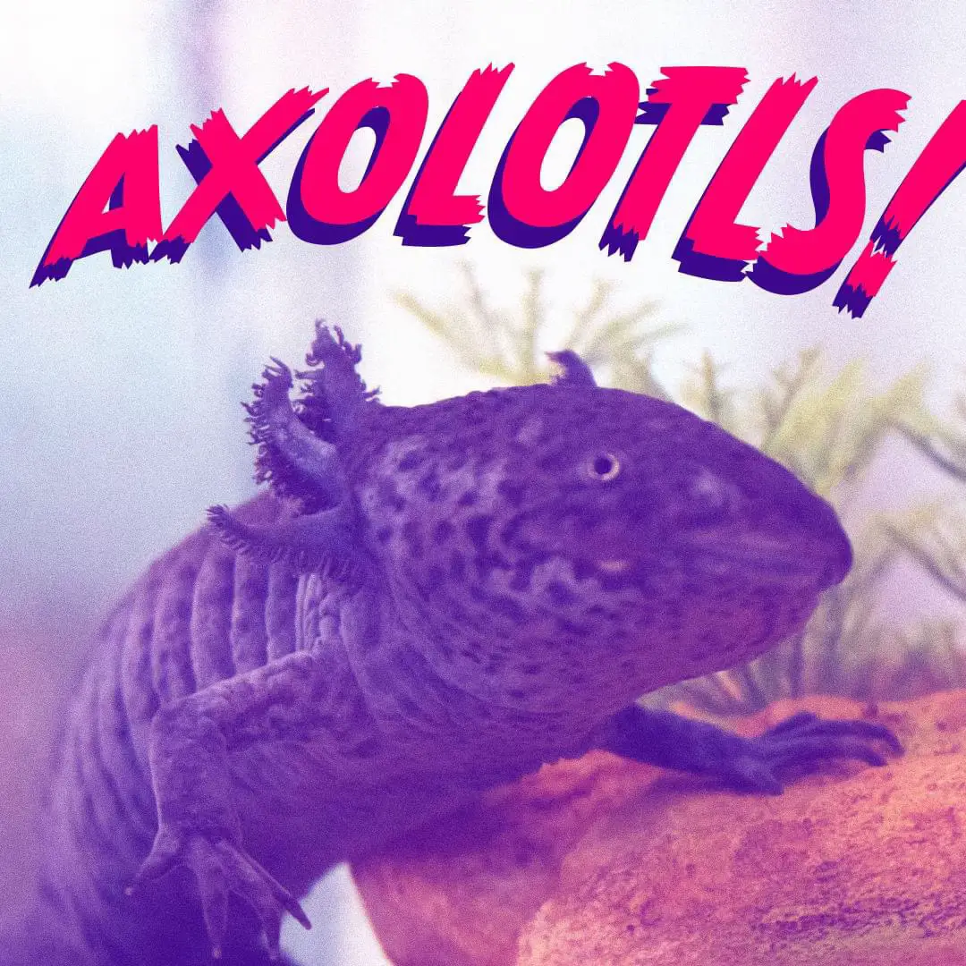 Night Crawlers ok? : r/axolotls