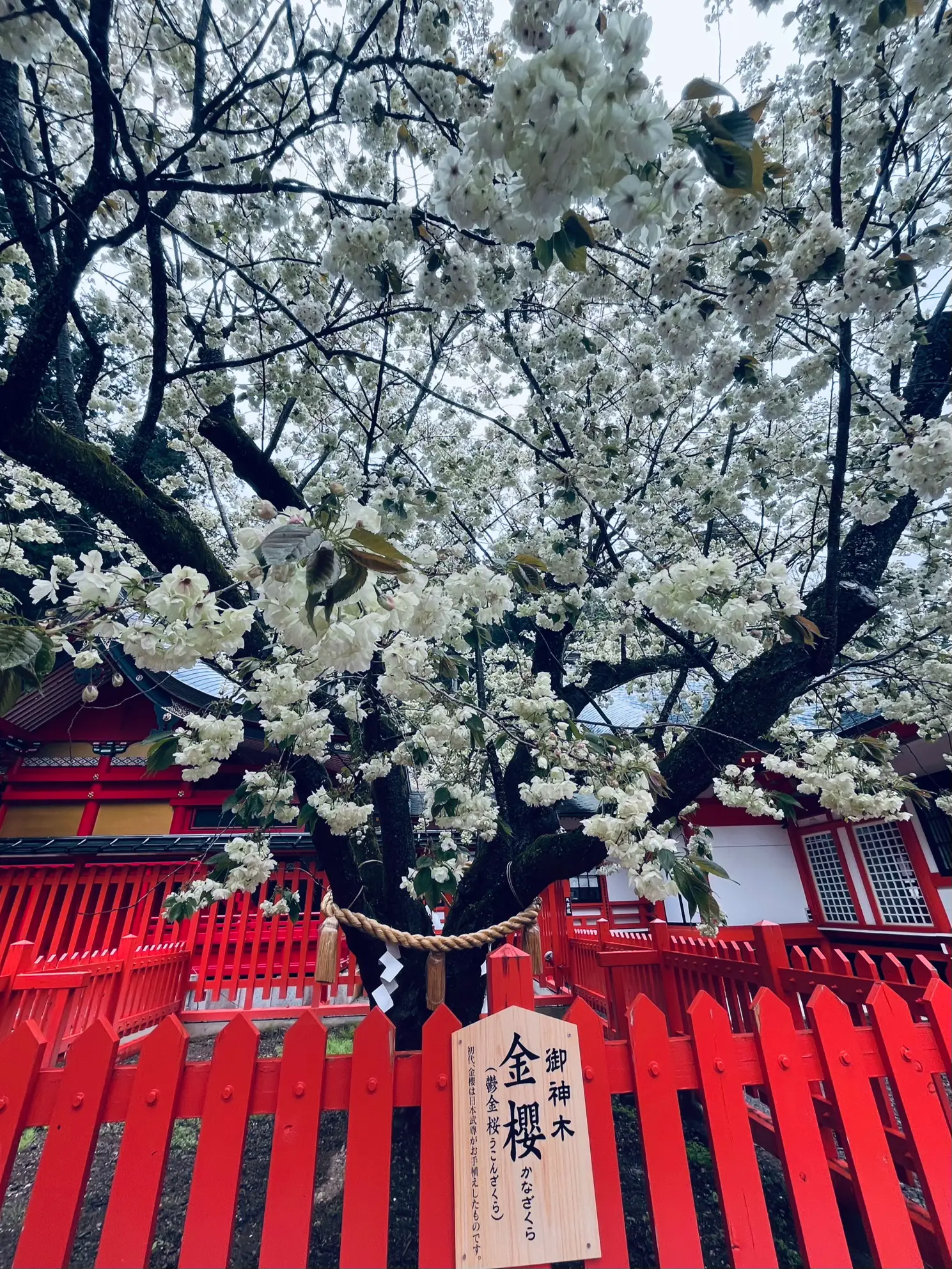 金櫻神社の桜が見頃 | かぁが投稿したフォトブック | Lemon8